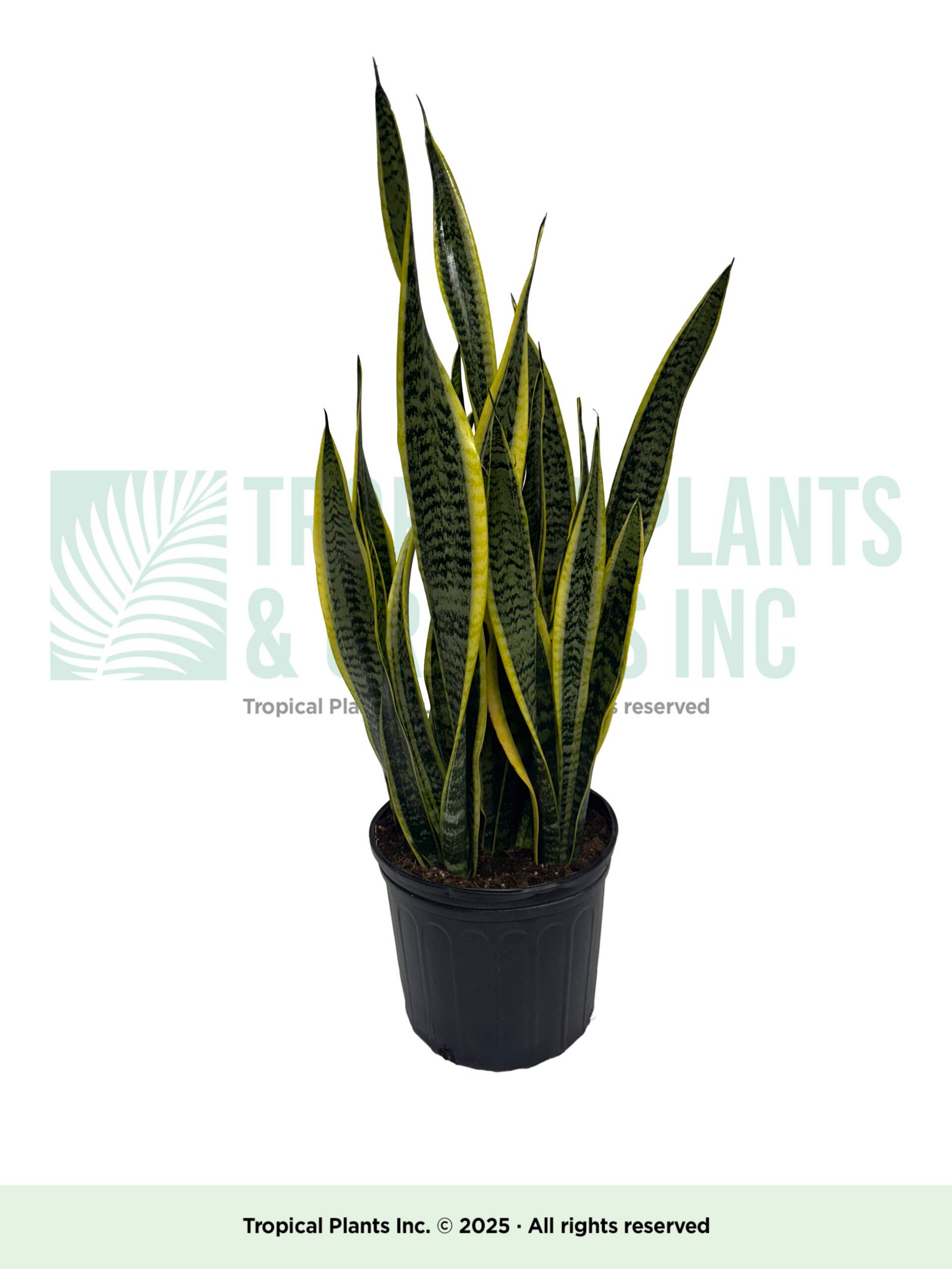 Snake Plant (Variegated)