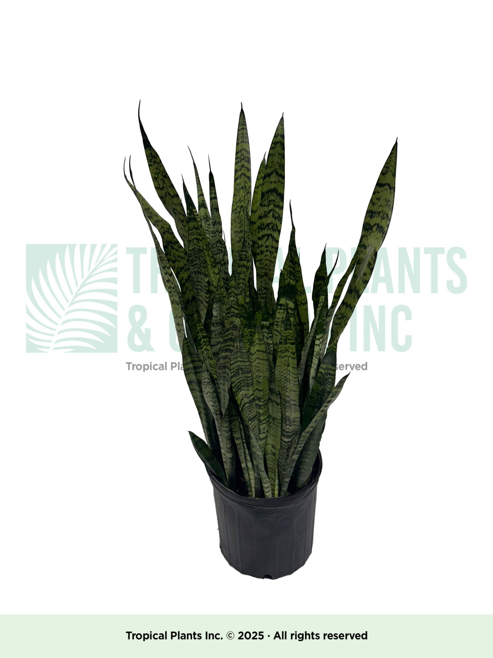 Snake Plant