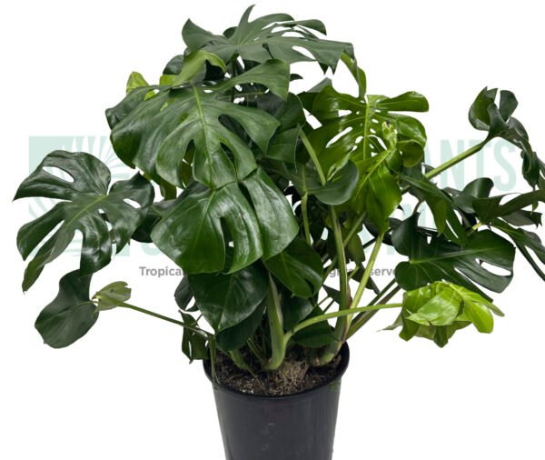 Monstera - 10"