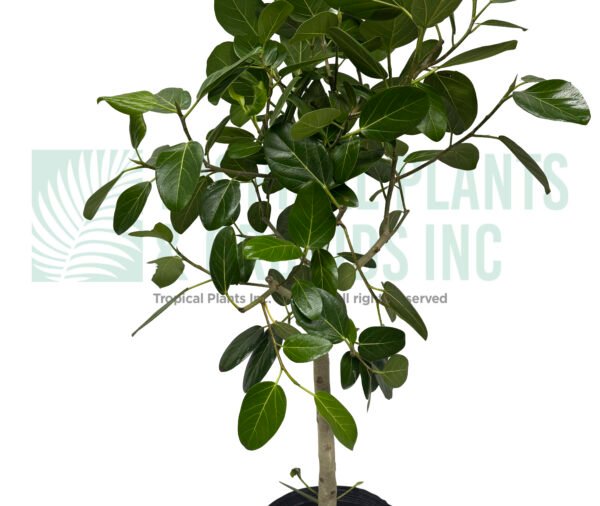 Audrey Ficus - 14"