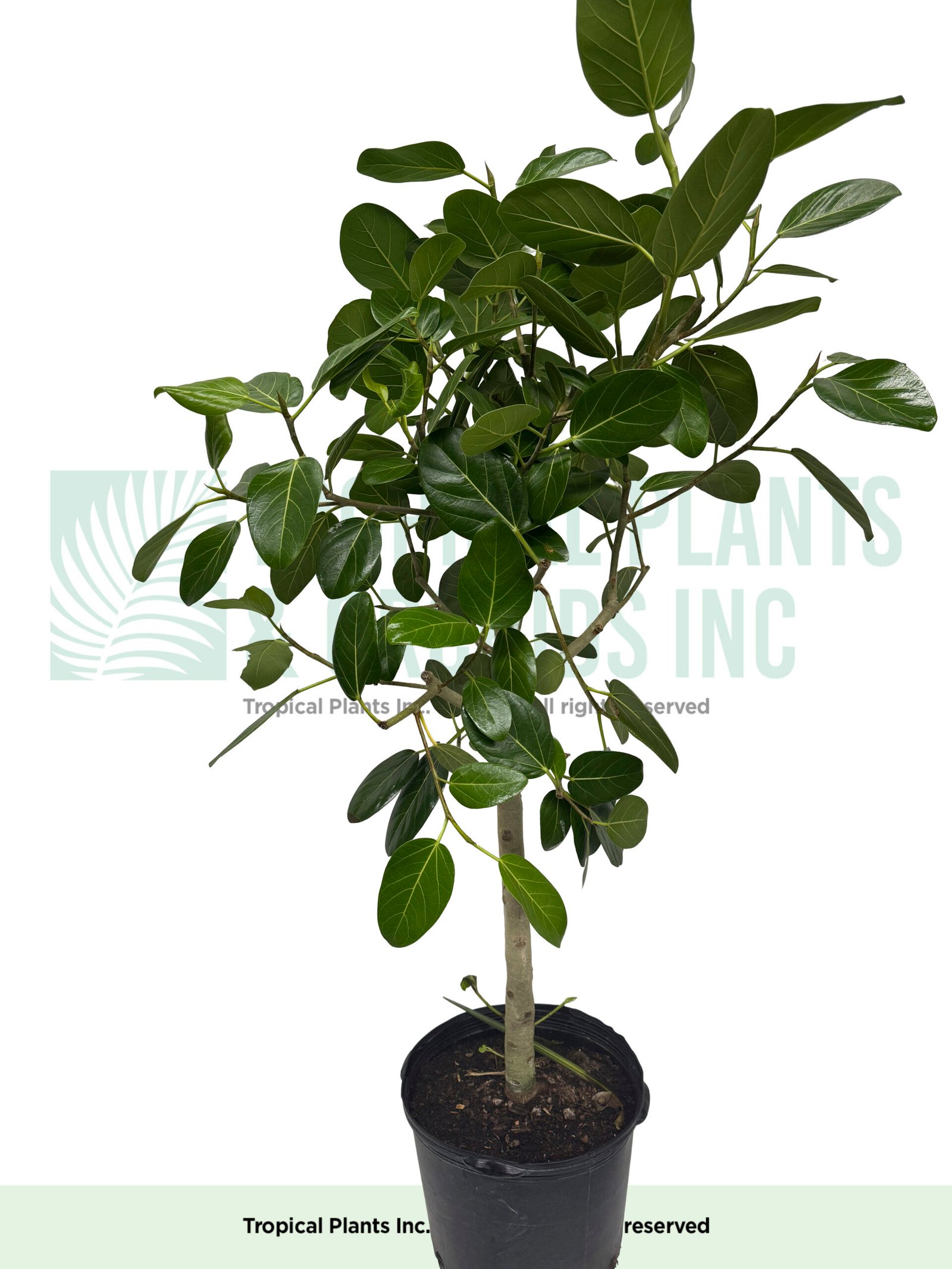 Audrey Ficus
