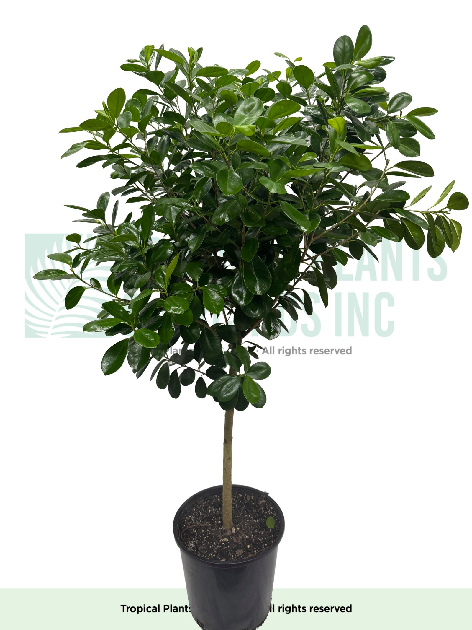 Ficus Daniela