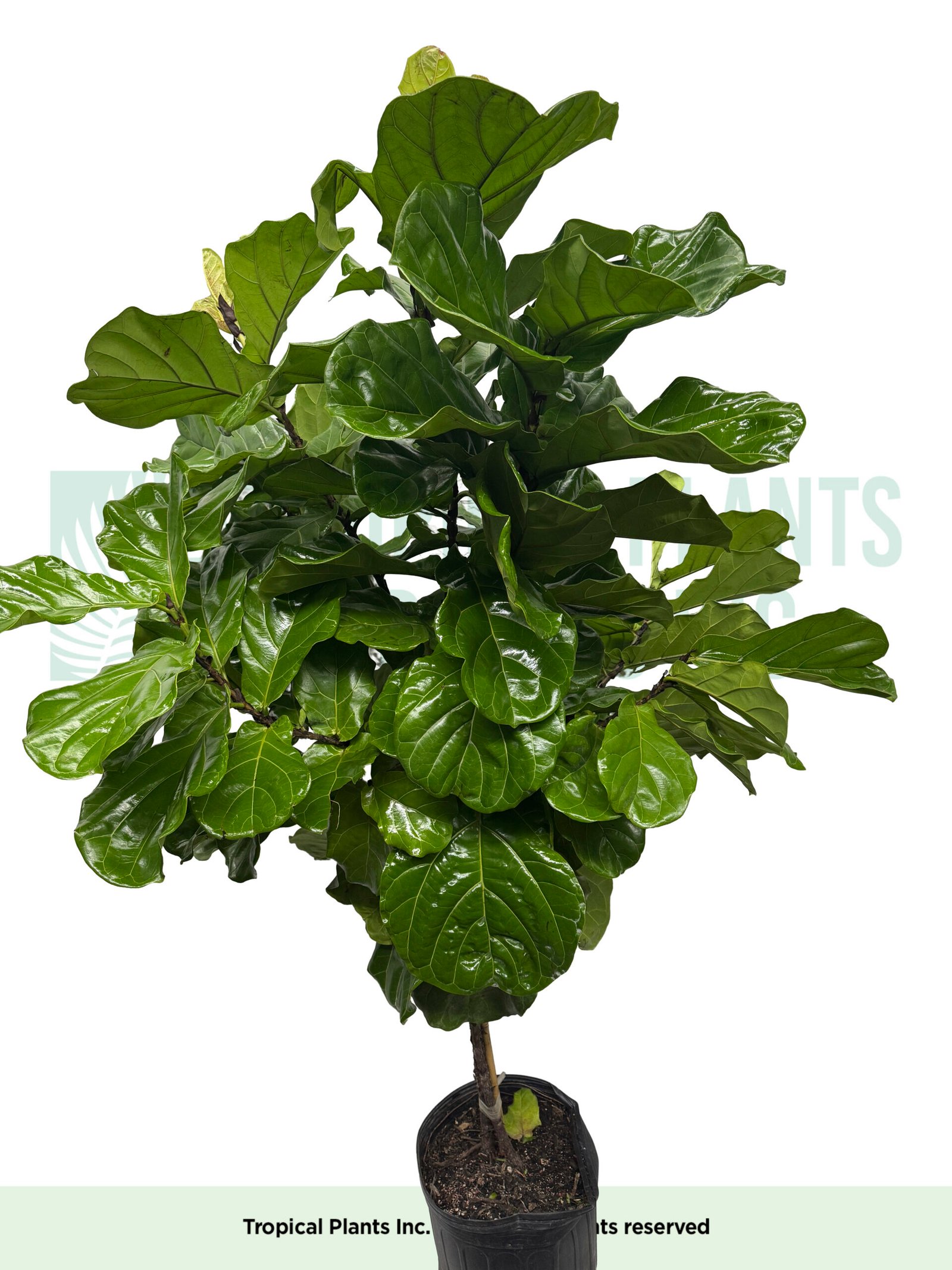 Fiddle Leaf Fig