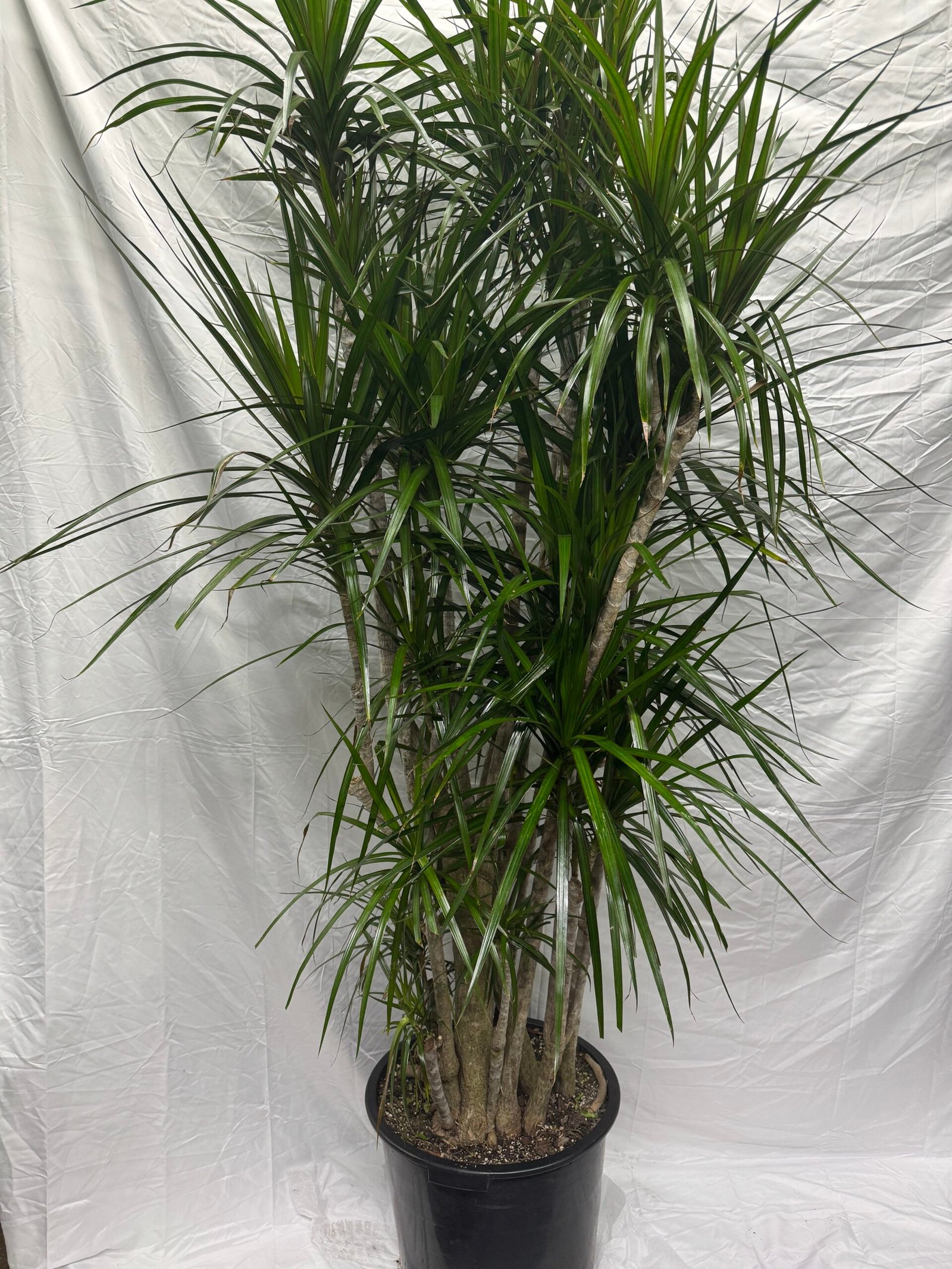 Dracena Madagascar