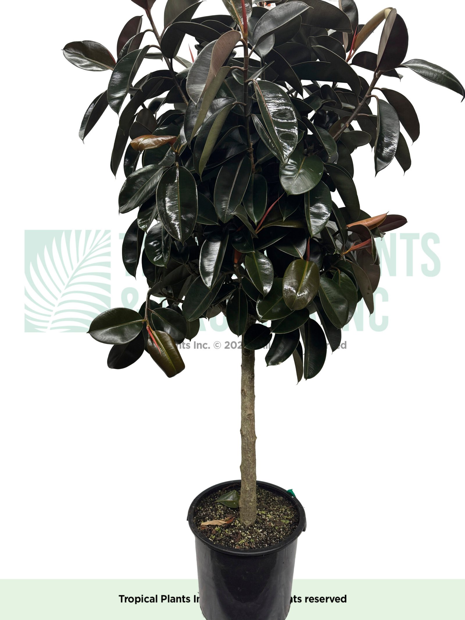 Rubber Tree 17"