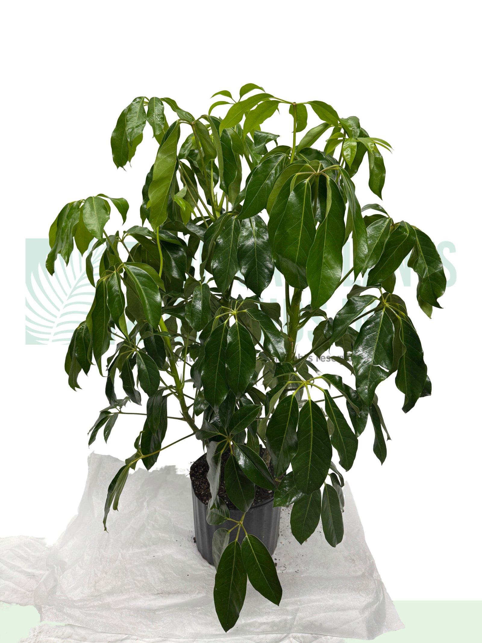 Schefflera