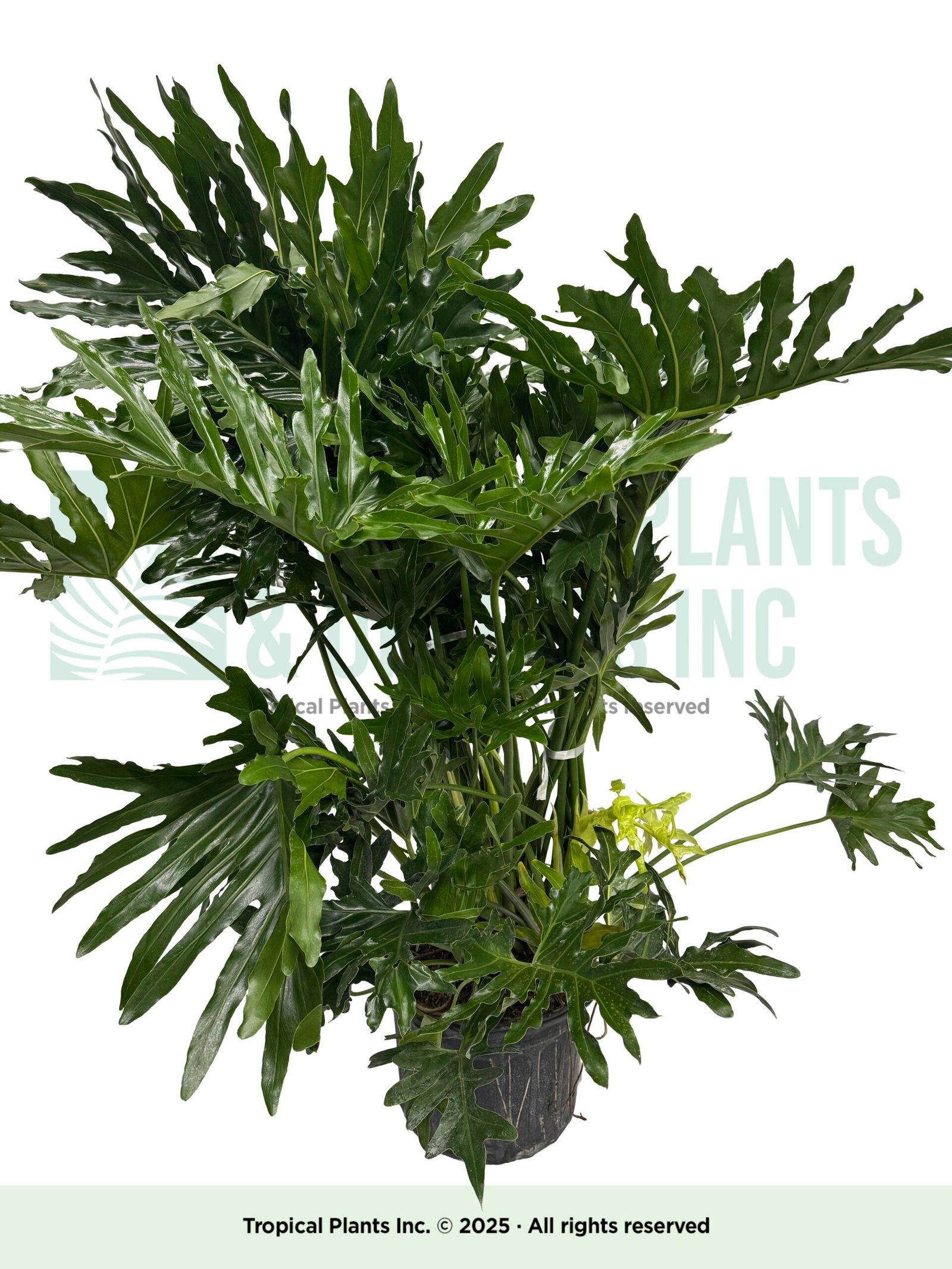 Philadangeron Saloon