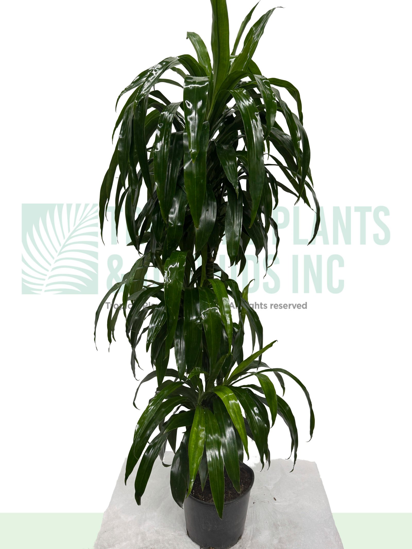 Dracena Lisa Cane