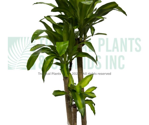 Corn Plant - 10"