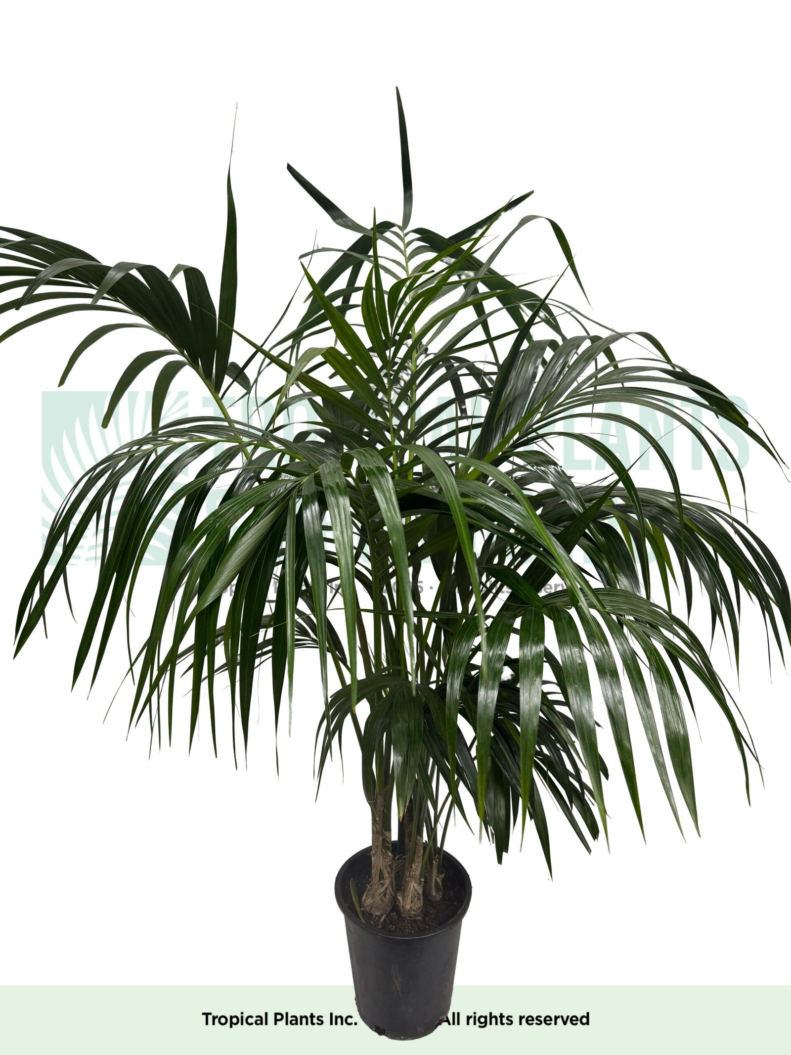 Kentia Palm 14"