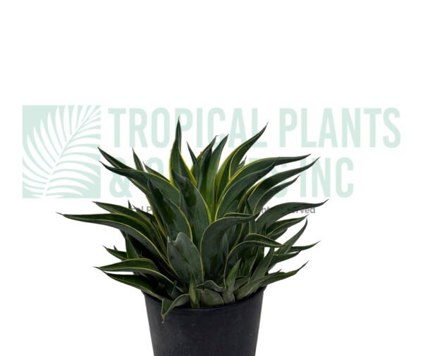 Agave 14" (dracena)
