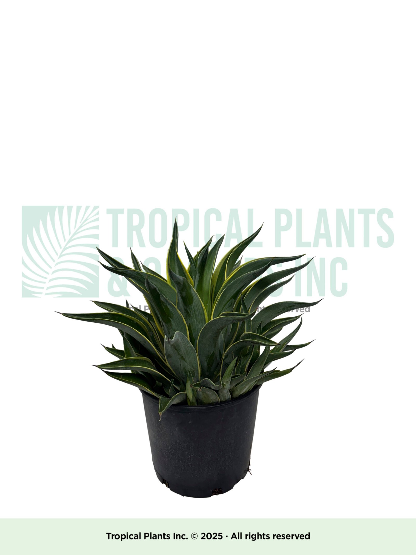Agave 14" (dracena)