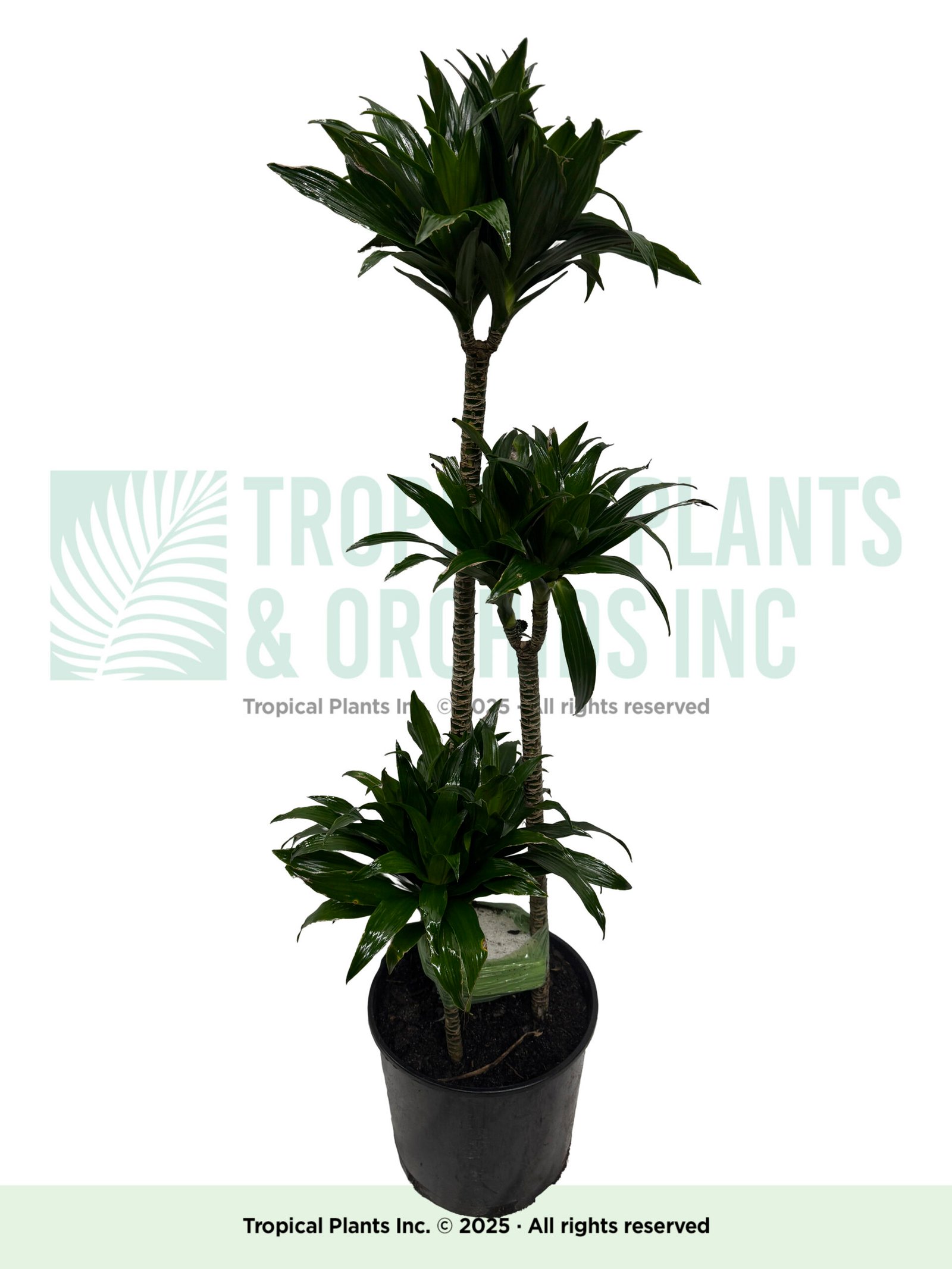 Dracena Compacta