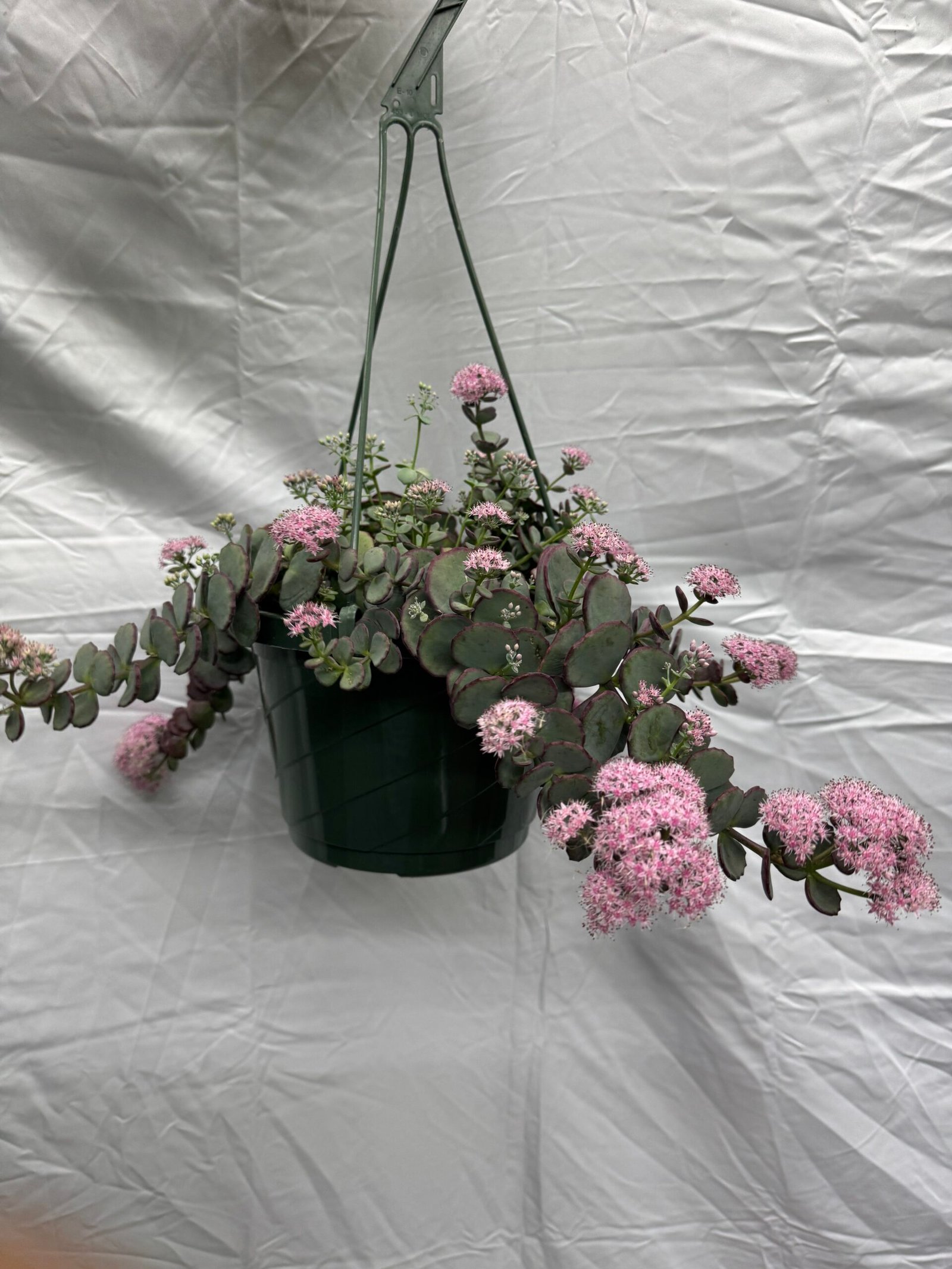 Kalanchoe Succulent
