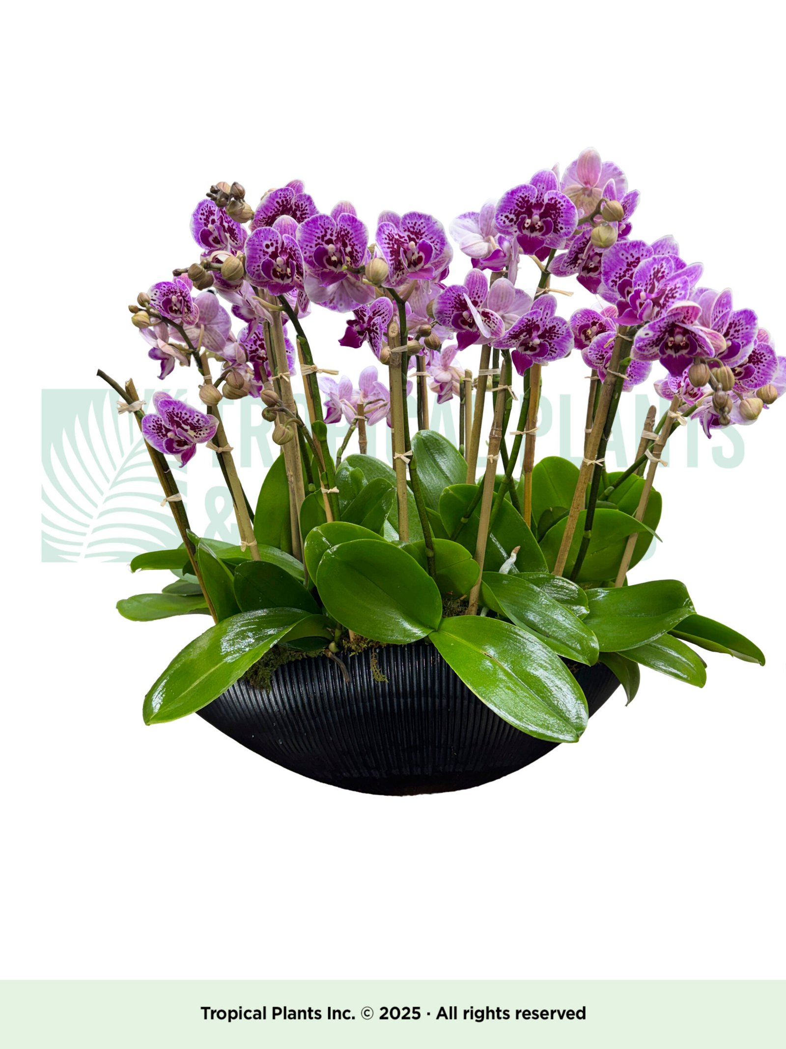Orchid Arrangement 15 Mini Purple