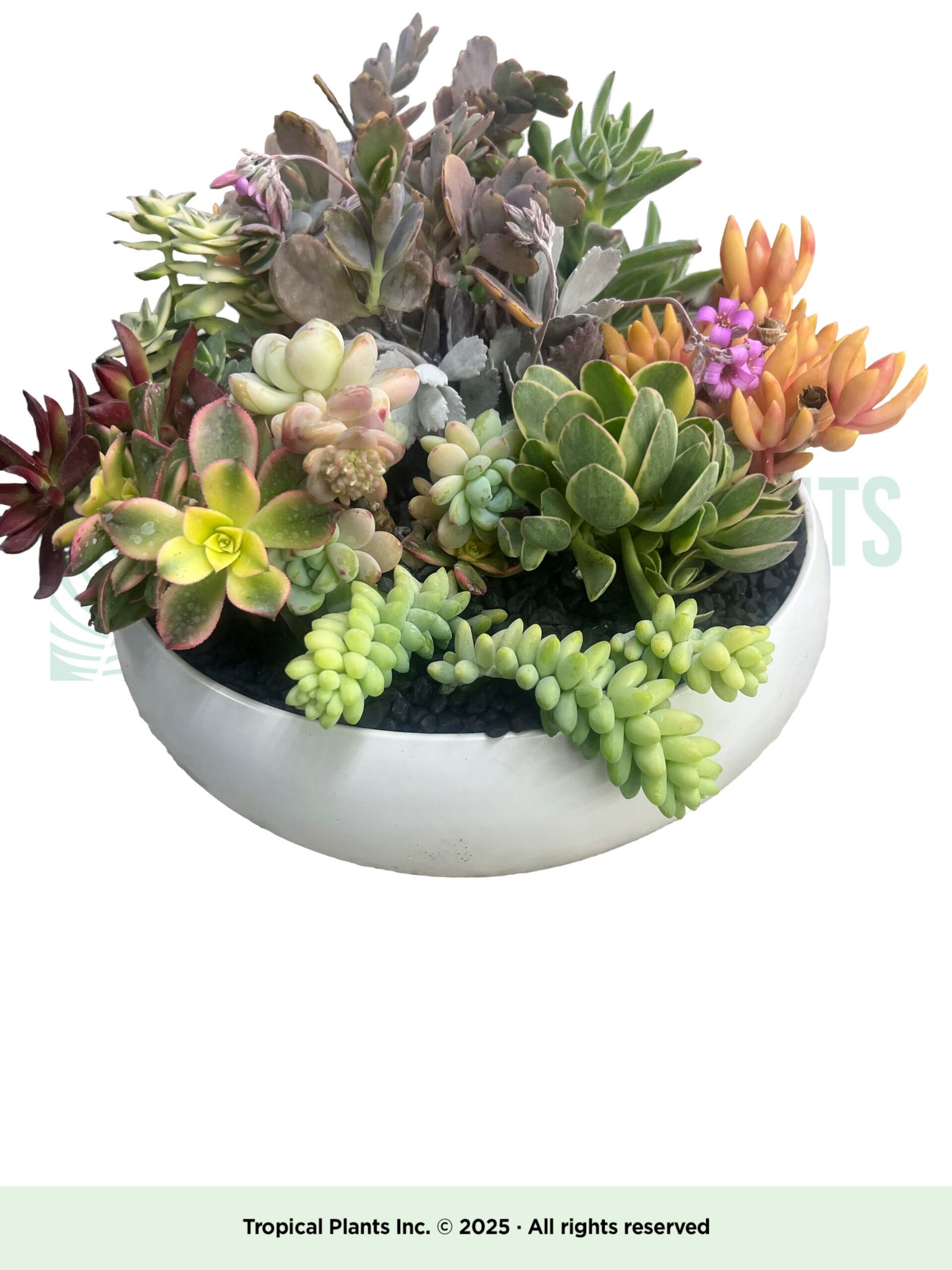 Succulent Arrangement A
