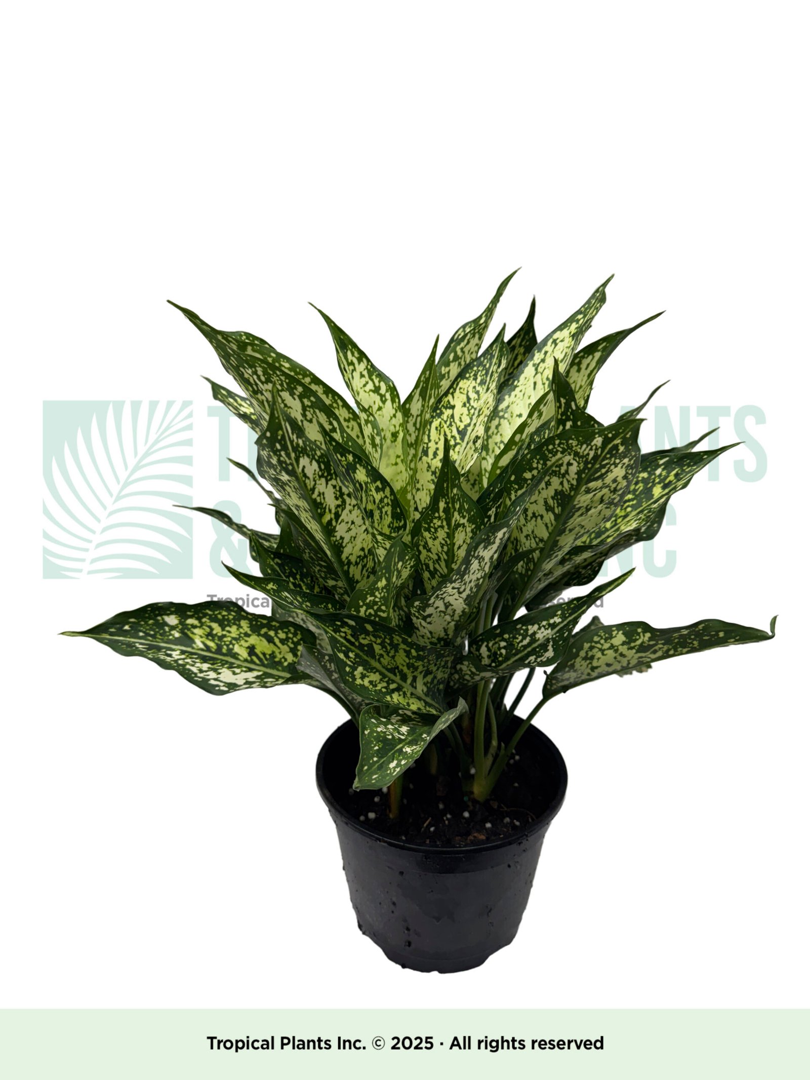 Snow Drop Aglaonmea 6"