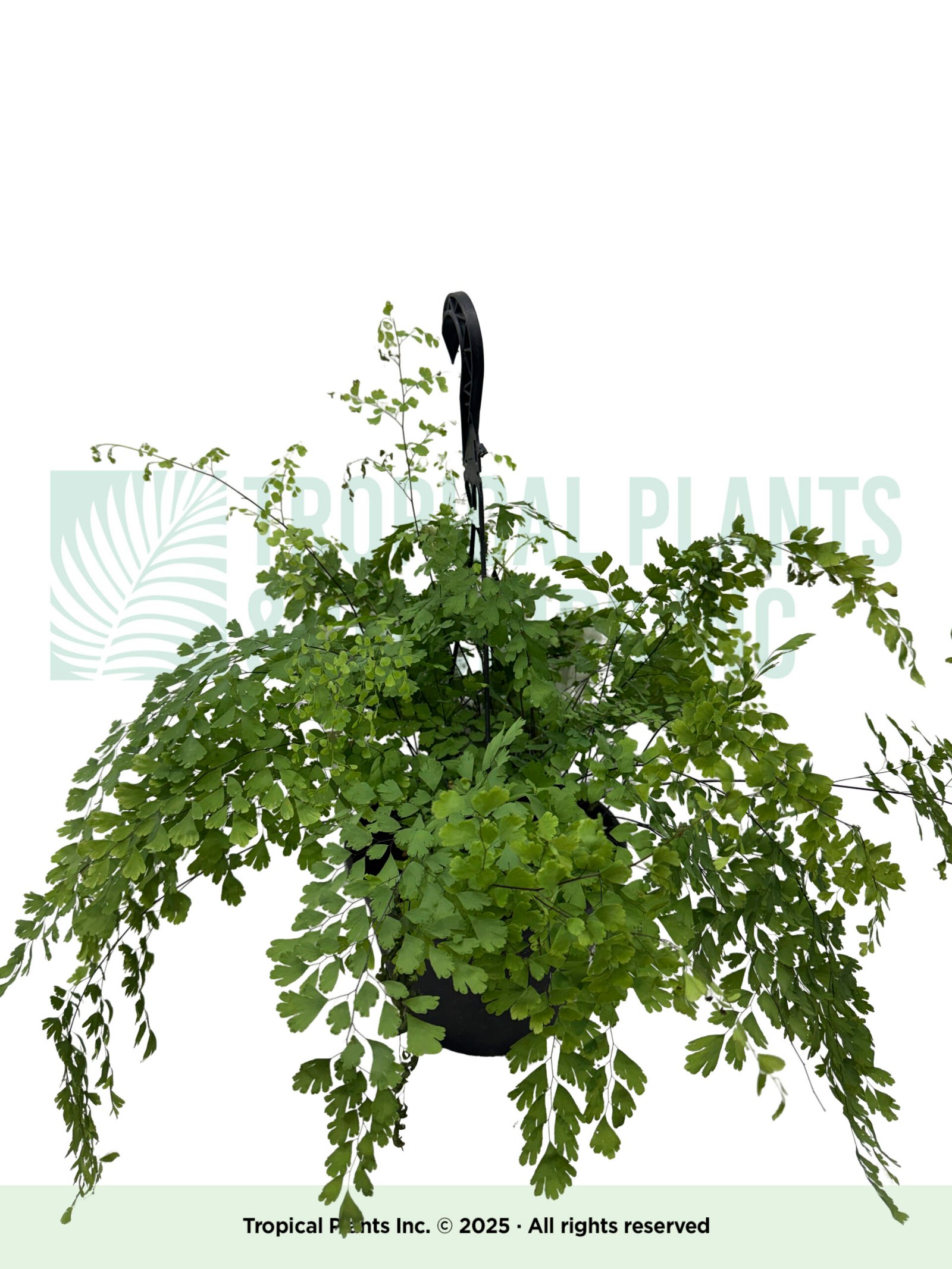 Hanging Maiden Hair Fern 8"
