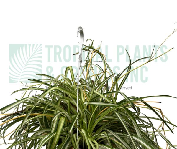 Hanging Spider Plant