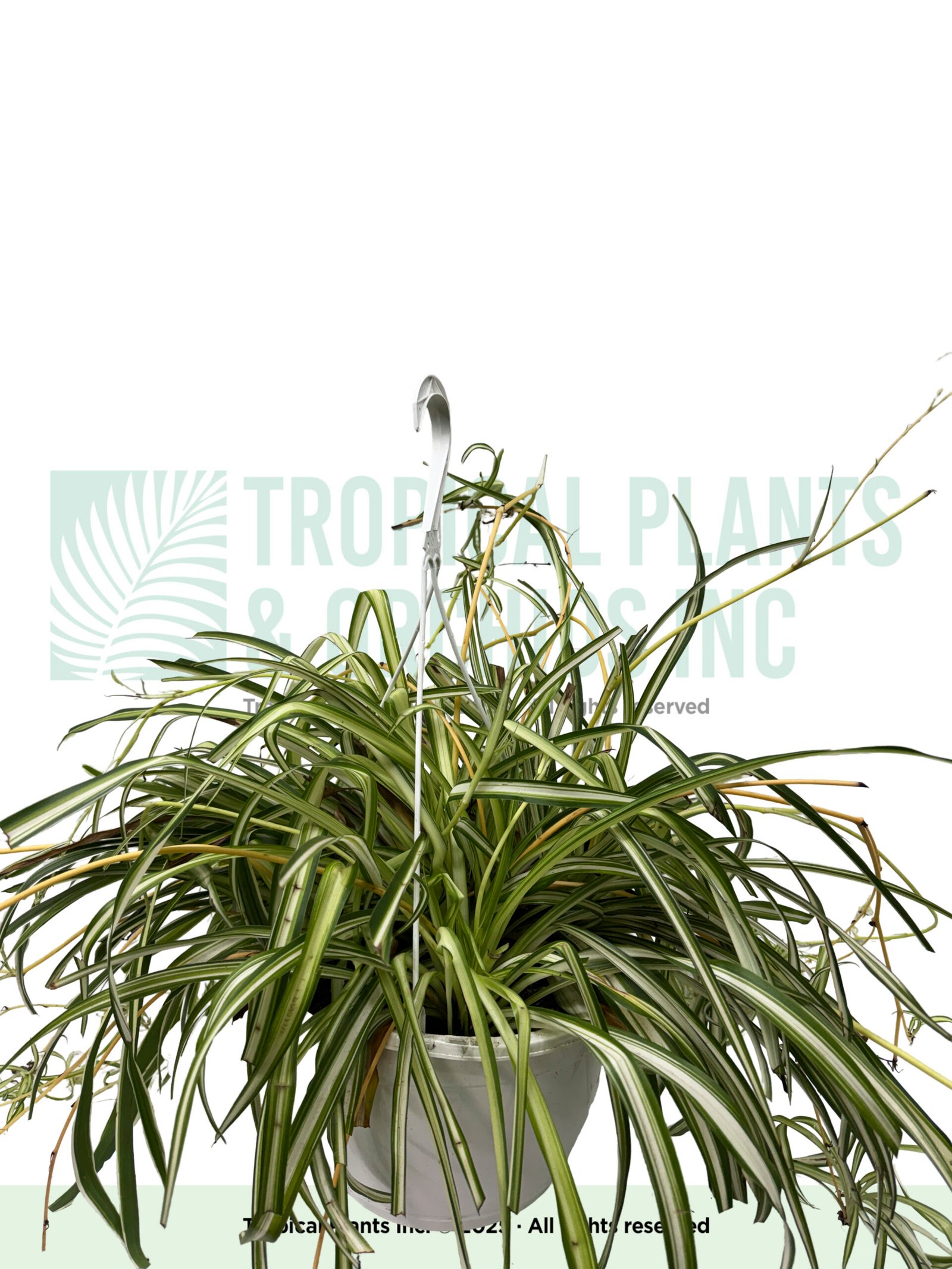 Hanging Spider Plant