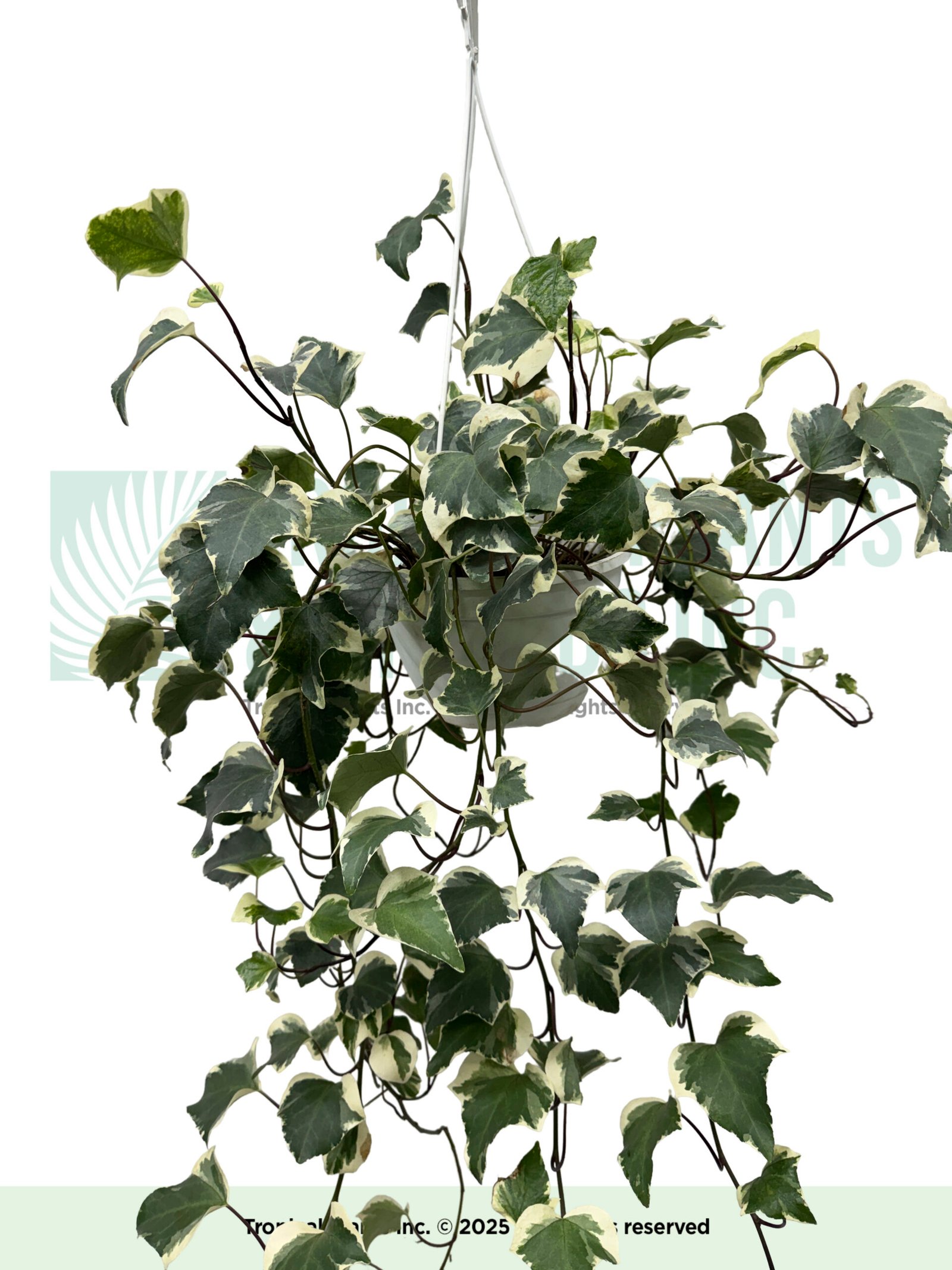 Hanging Algerian Ivy 8"