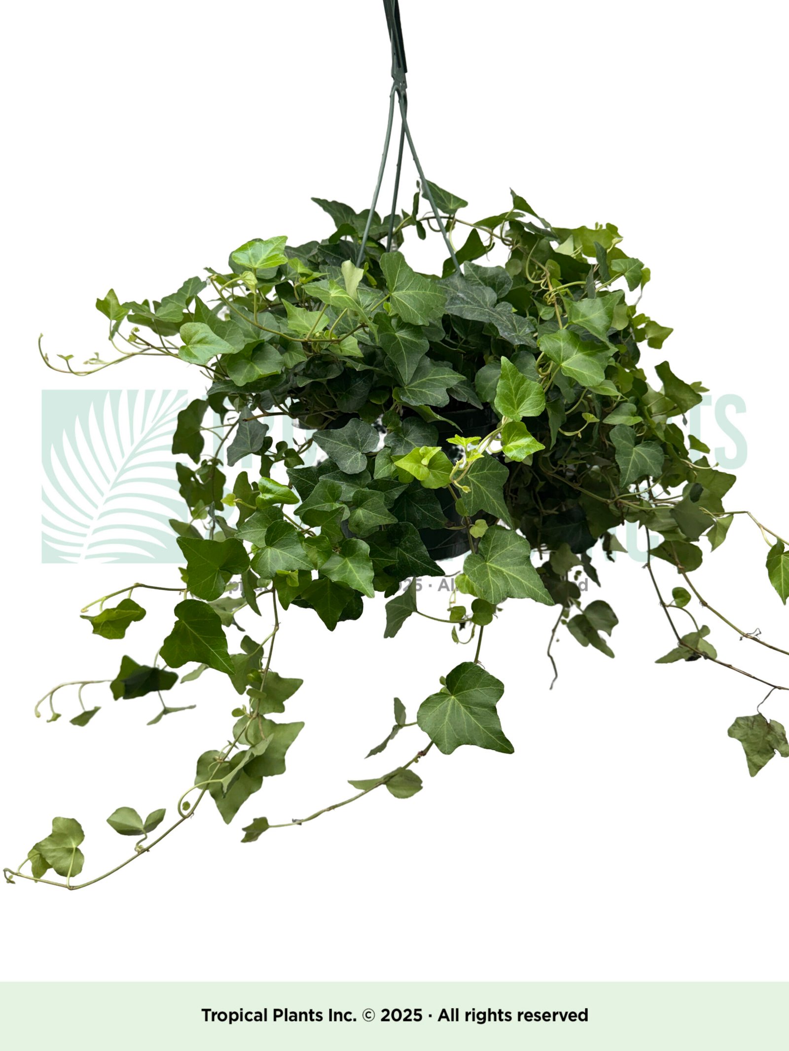 Hanging Ivy 8"