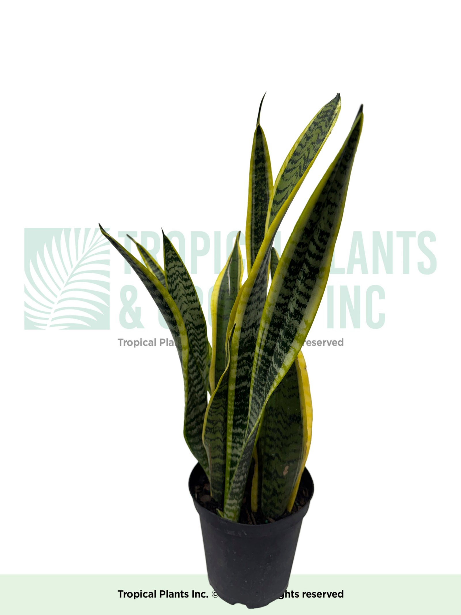 Snake Plant 6" (Variegated)