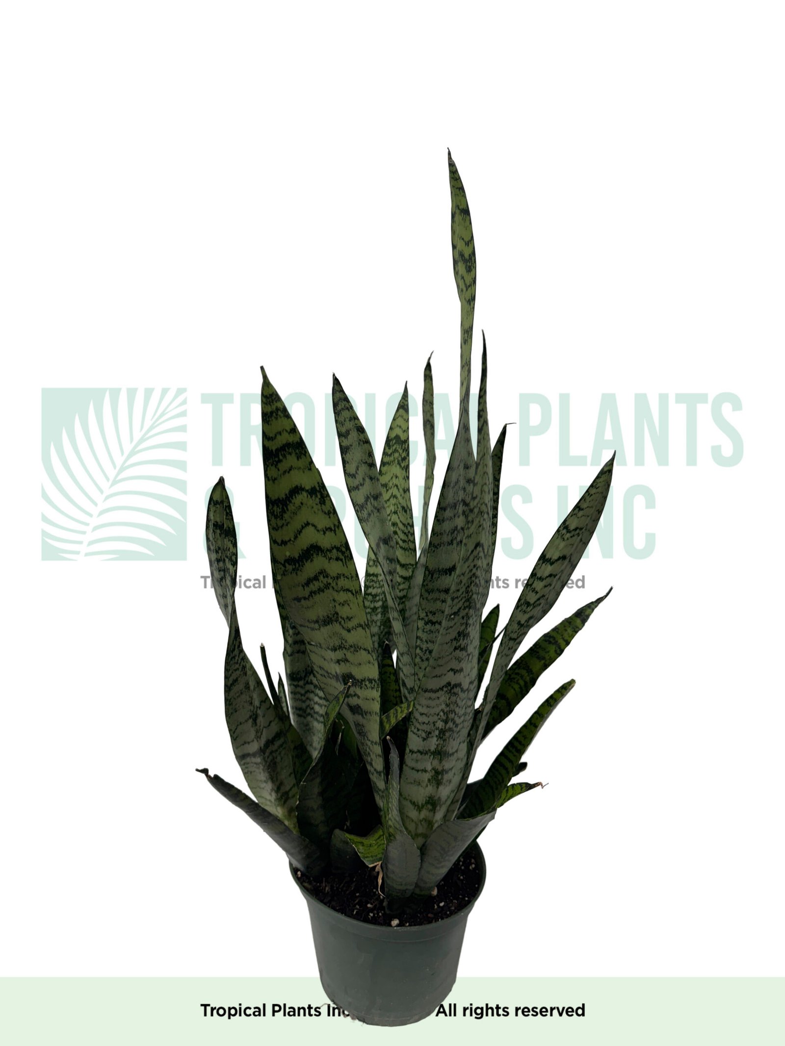 Snake Plant 6"