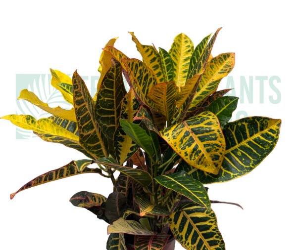 Croton Plant 6"