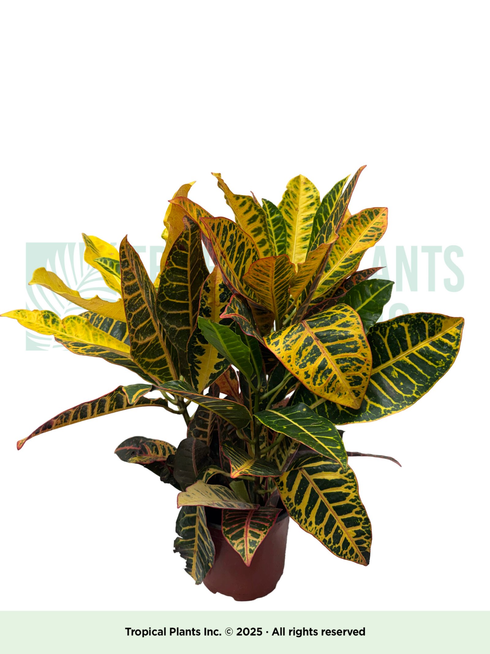 Croton Plant 6"