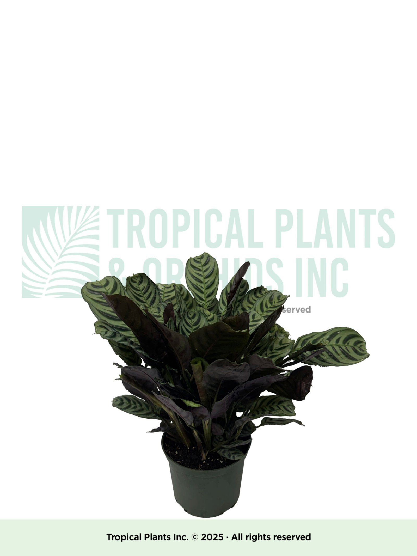 Striped Calithium 6"