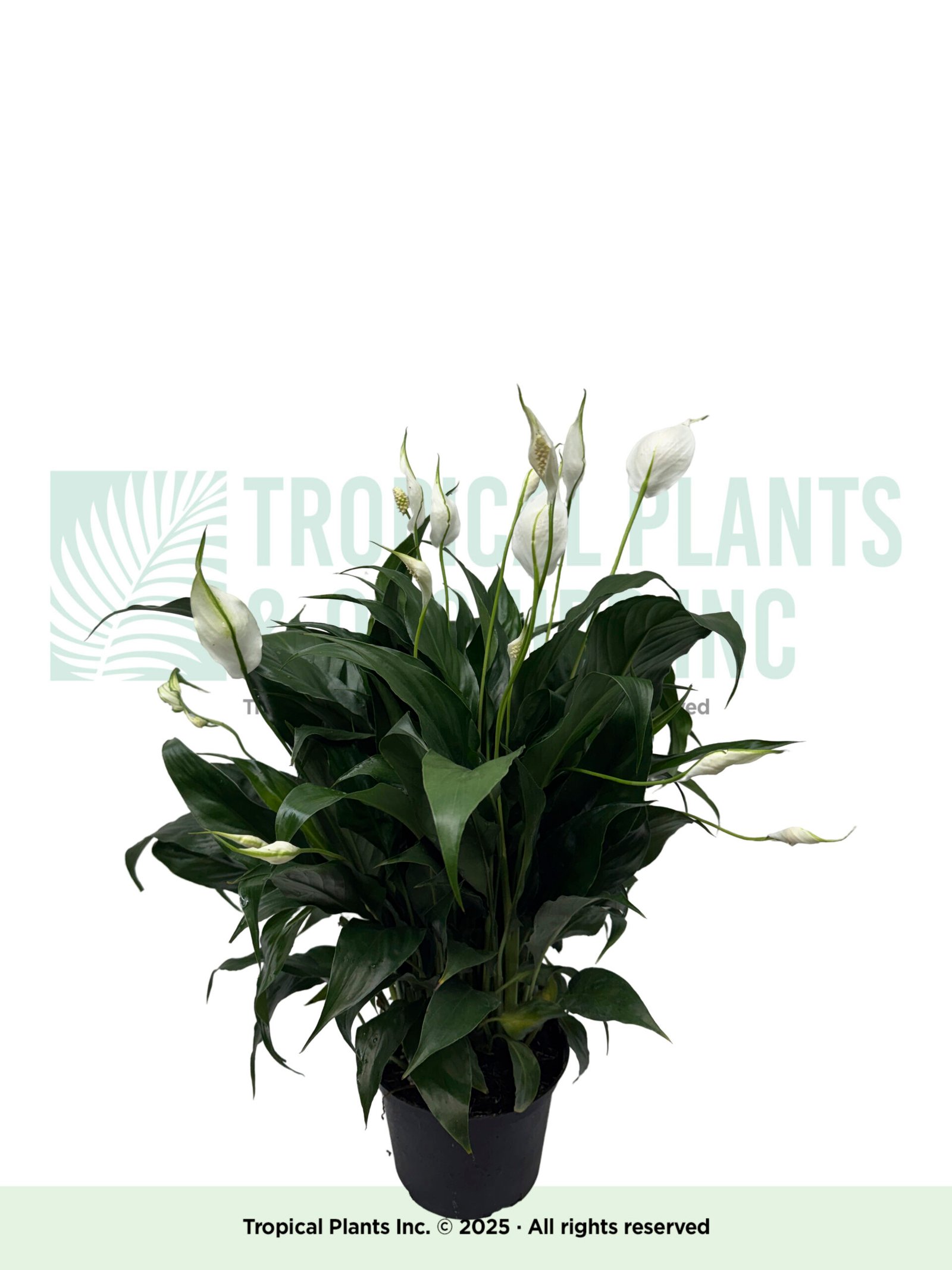 Peace Lily 6"