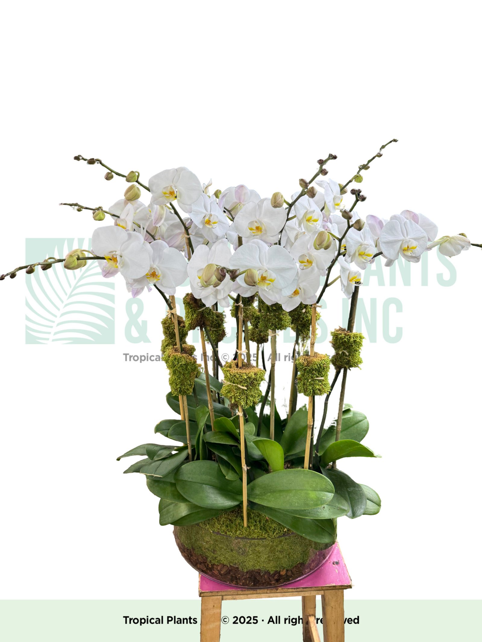 Orchid Arrangement 15 Stem