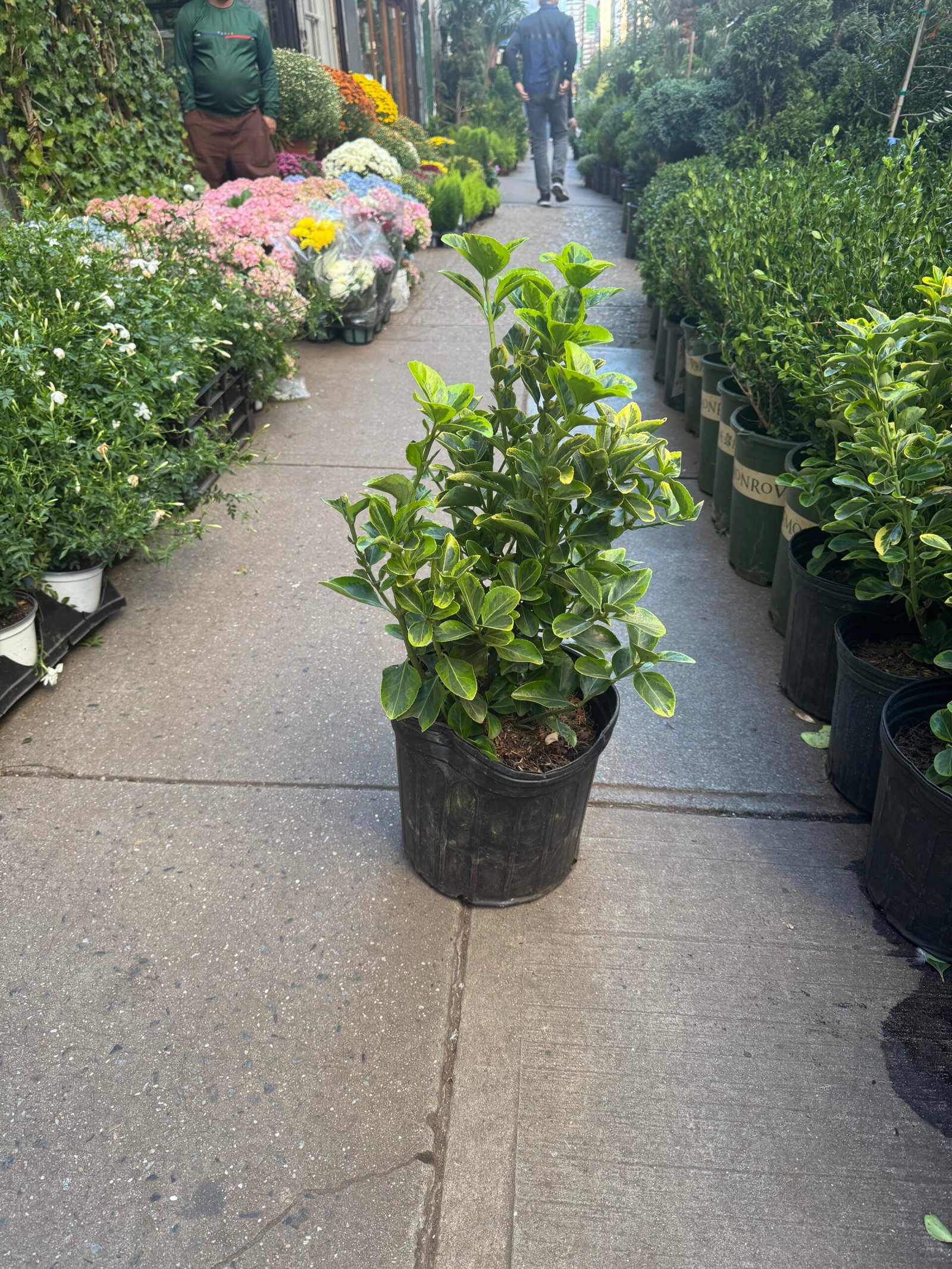 Euonymus Boxwood (10")