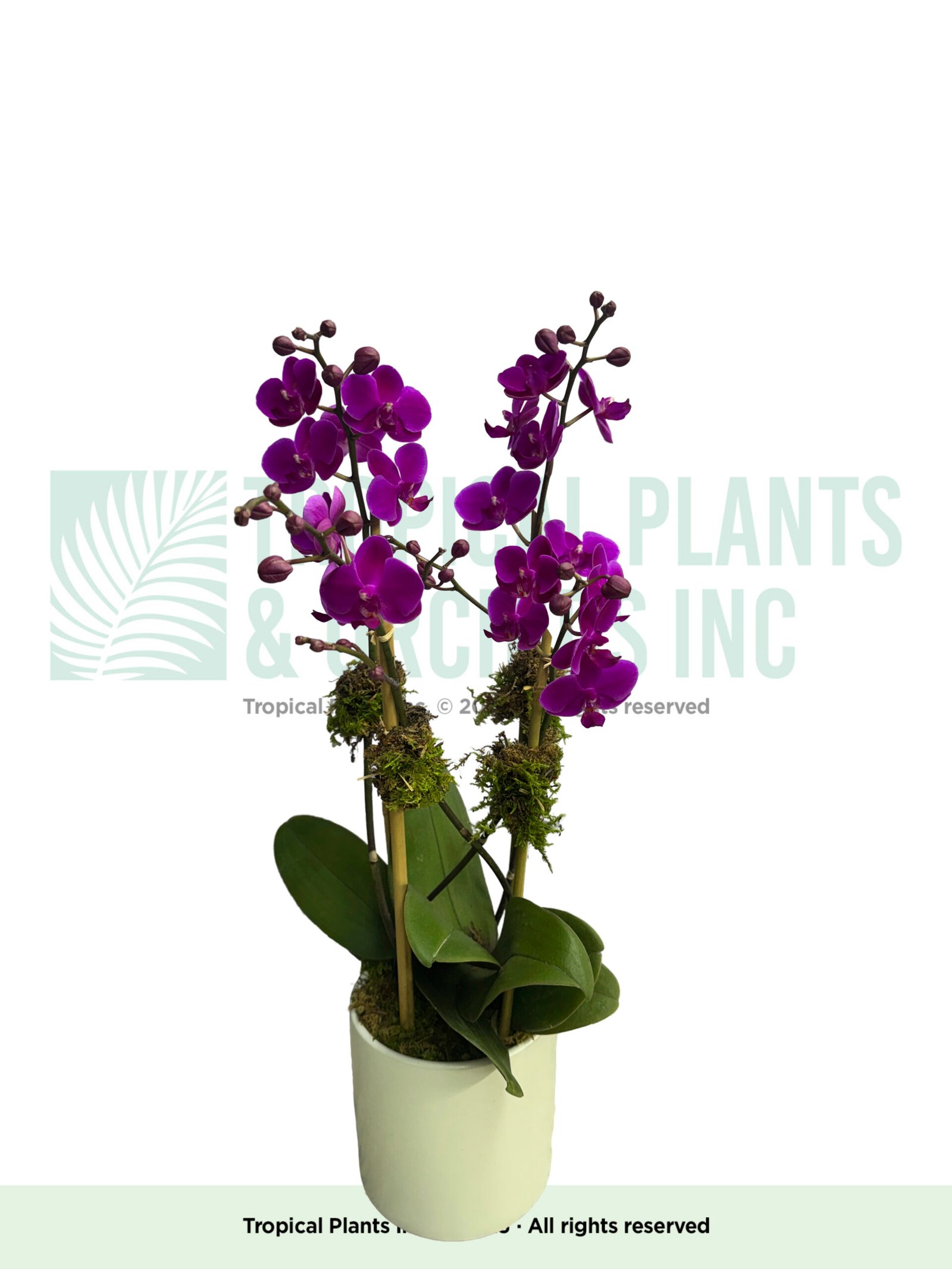 Orchid Arrangement Mini Purple