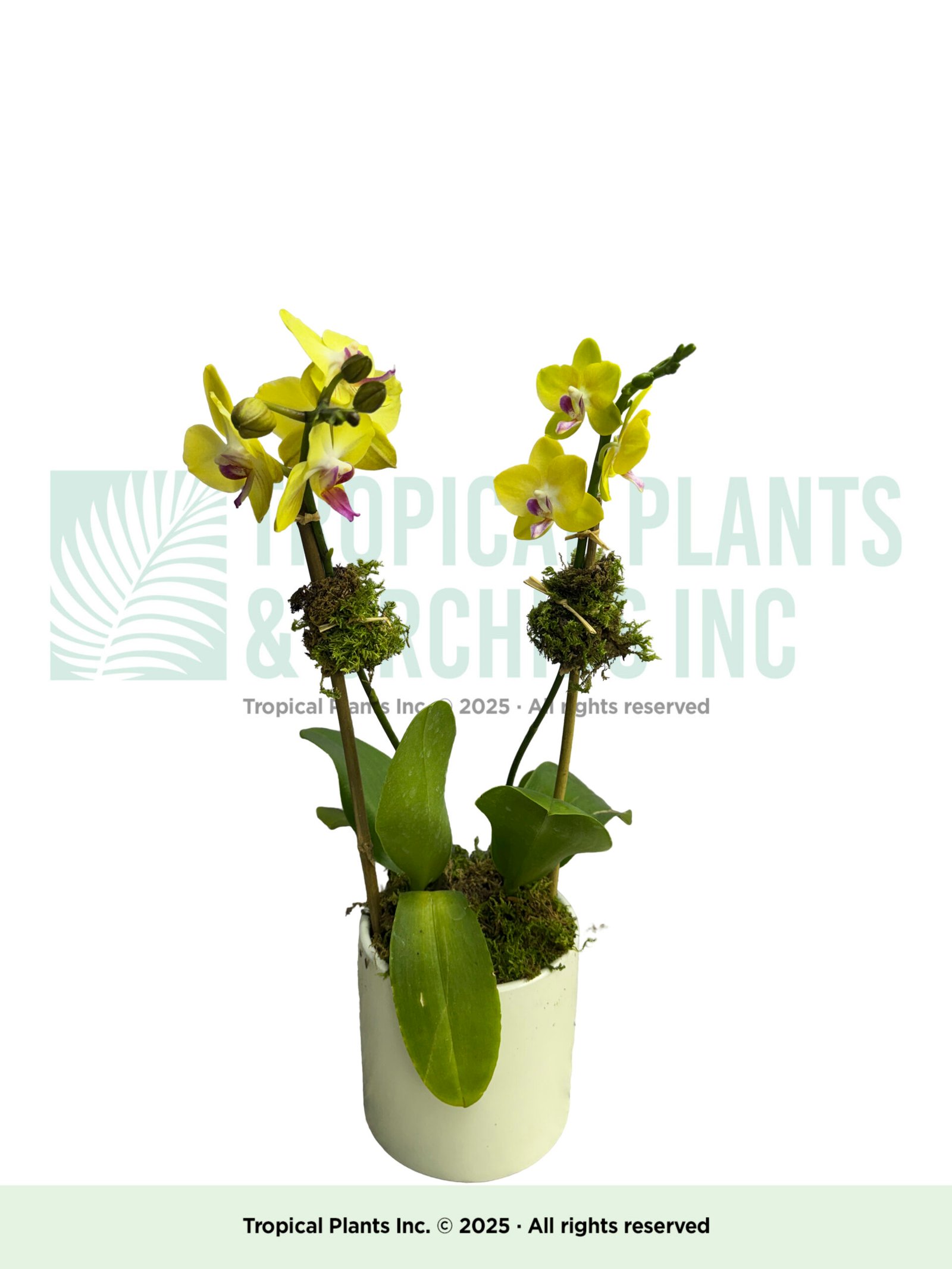 Orchid Arrangement Mini Yellow