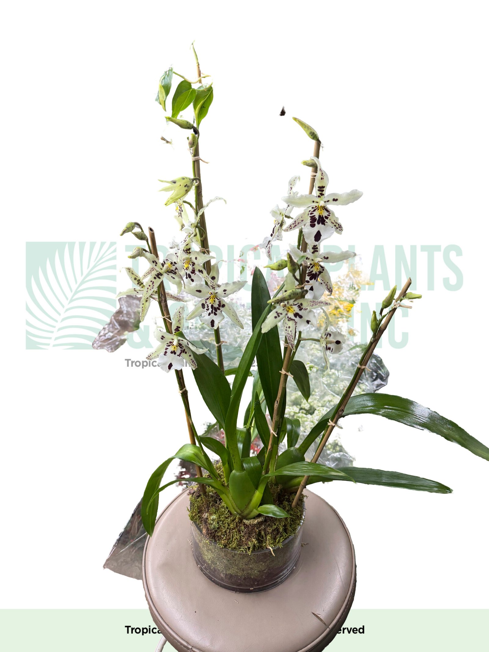 Ancidium Orchid (5stem)