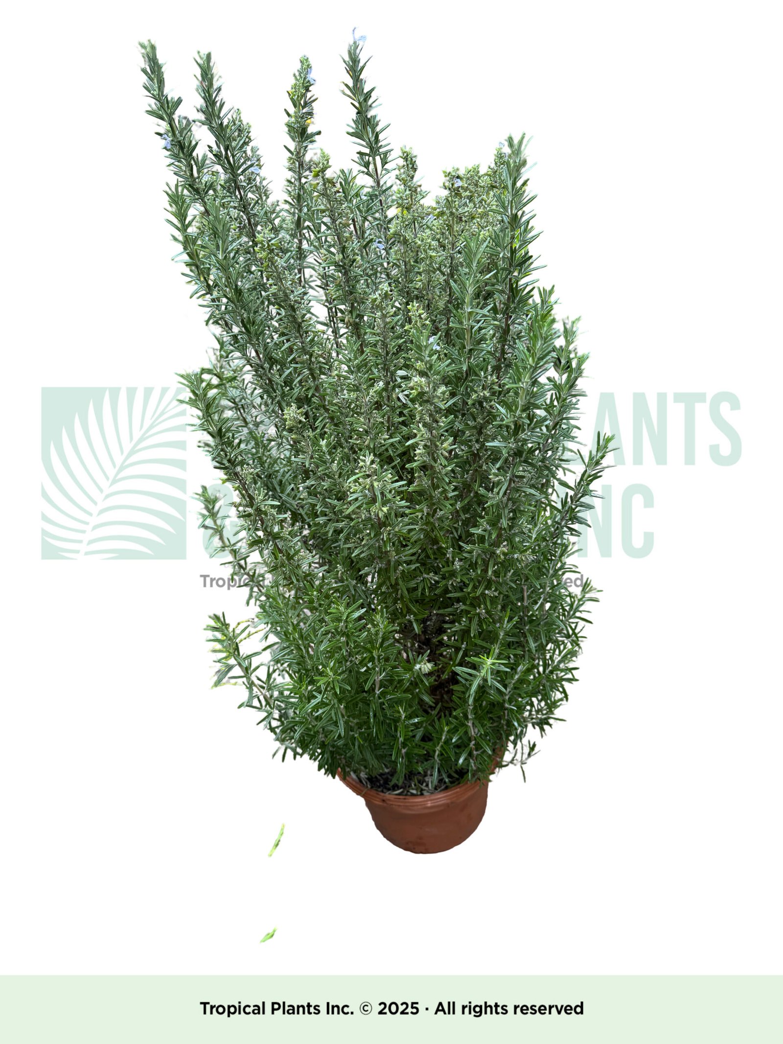 Rosemary 10"