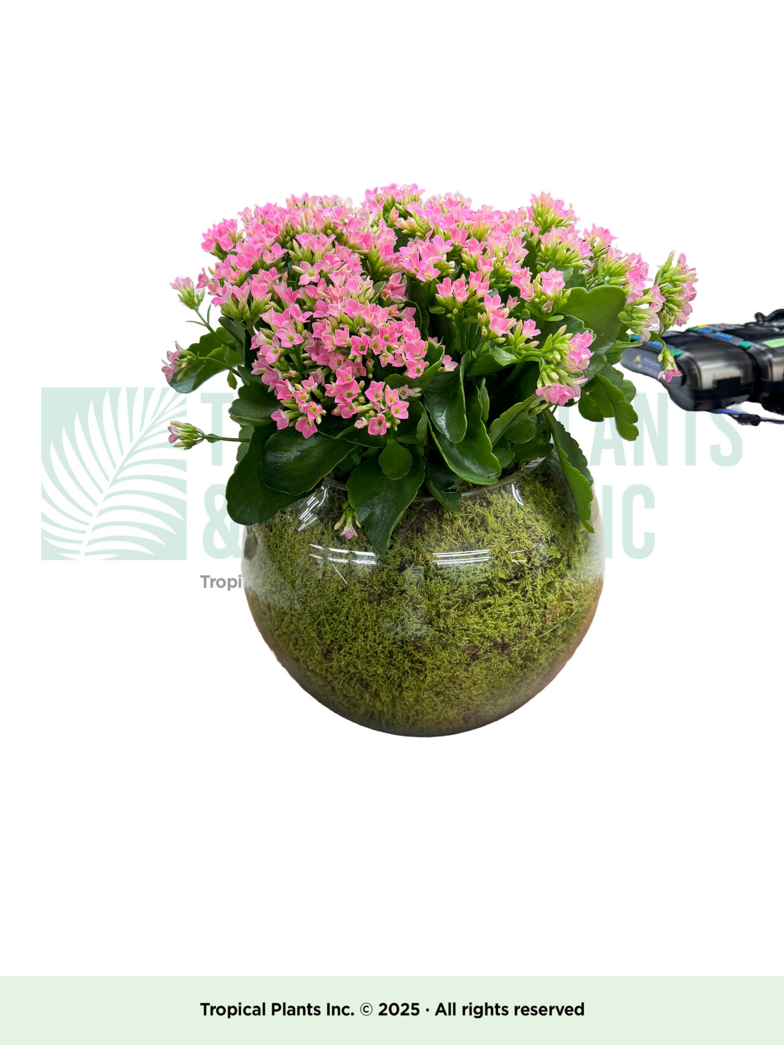 Kalanchoe In Big Glass