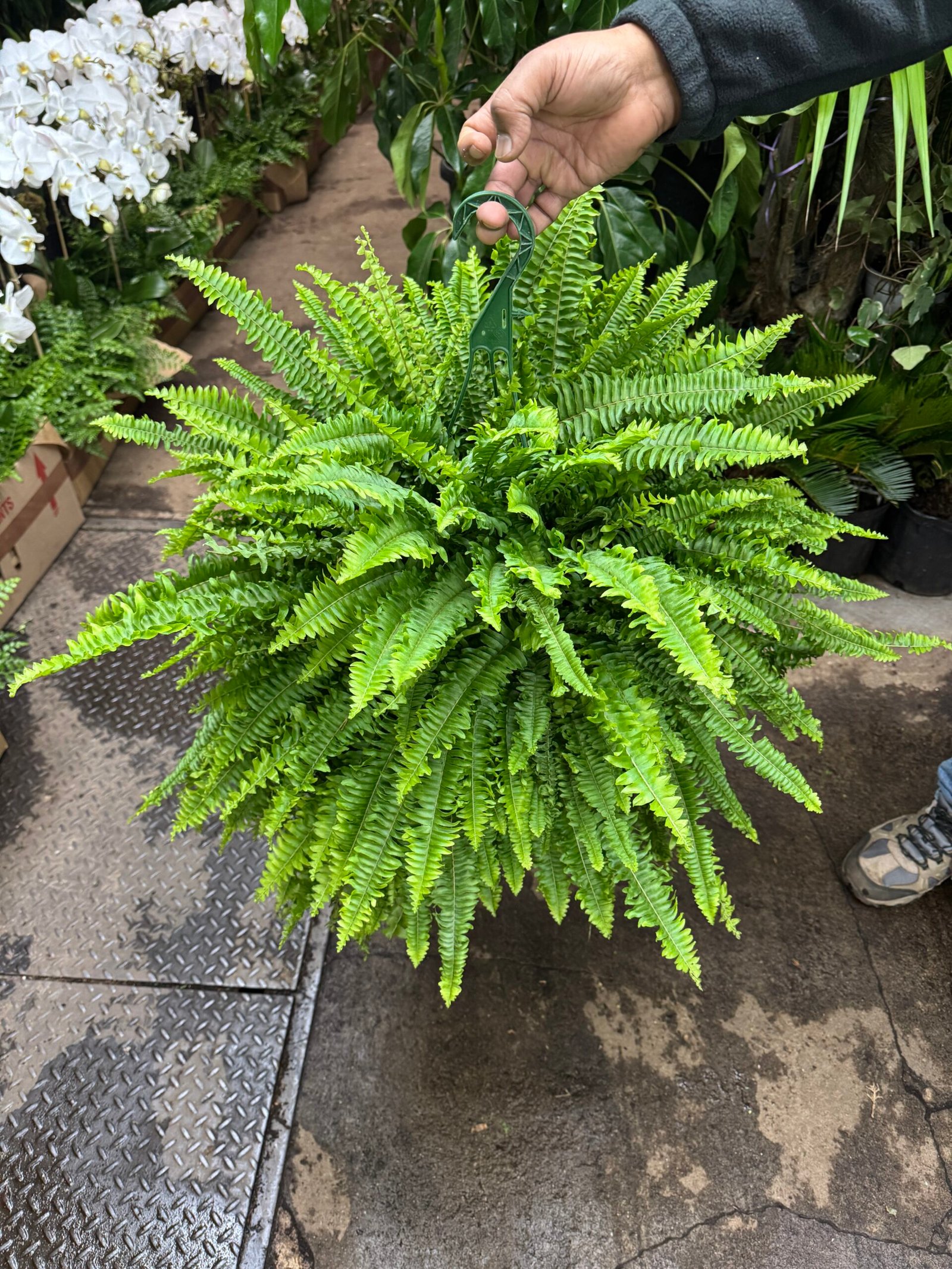 Boston Fern