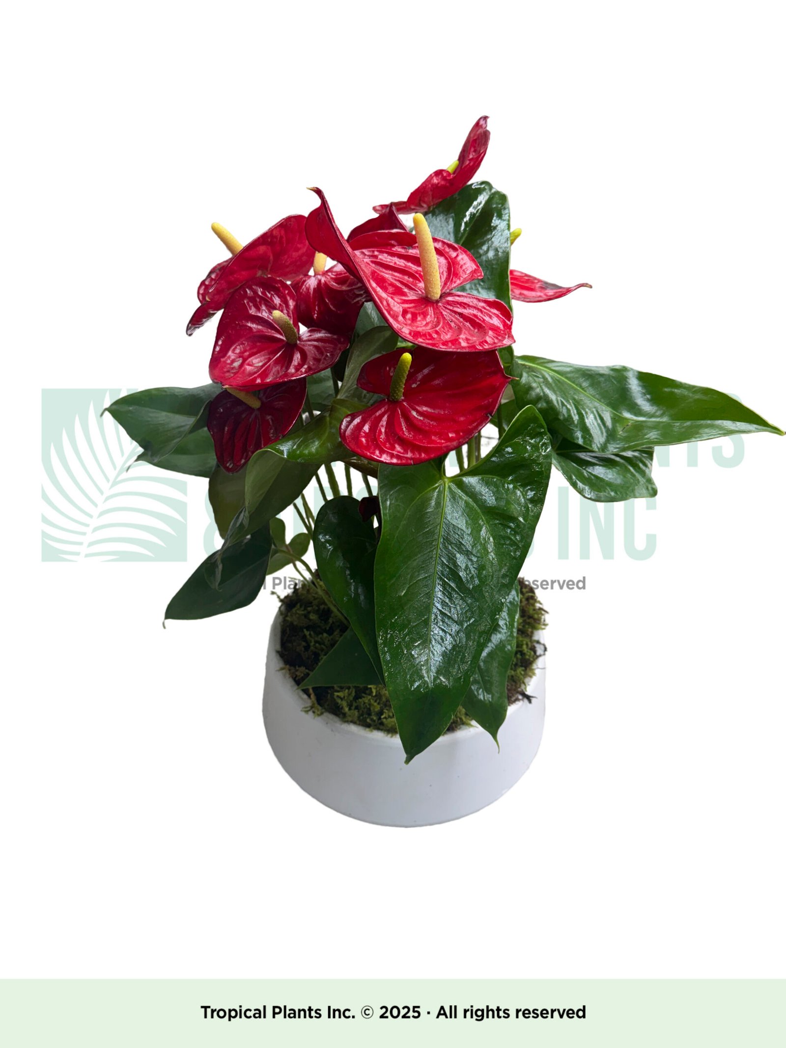 Anthurium in white bowl