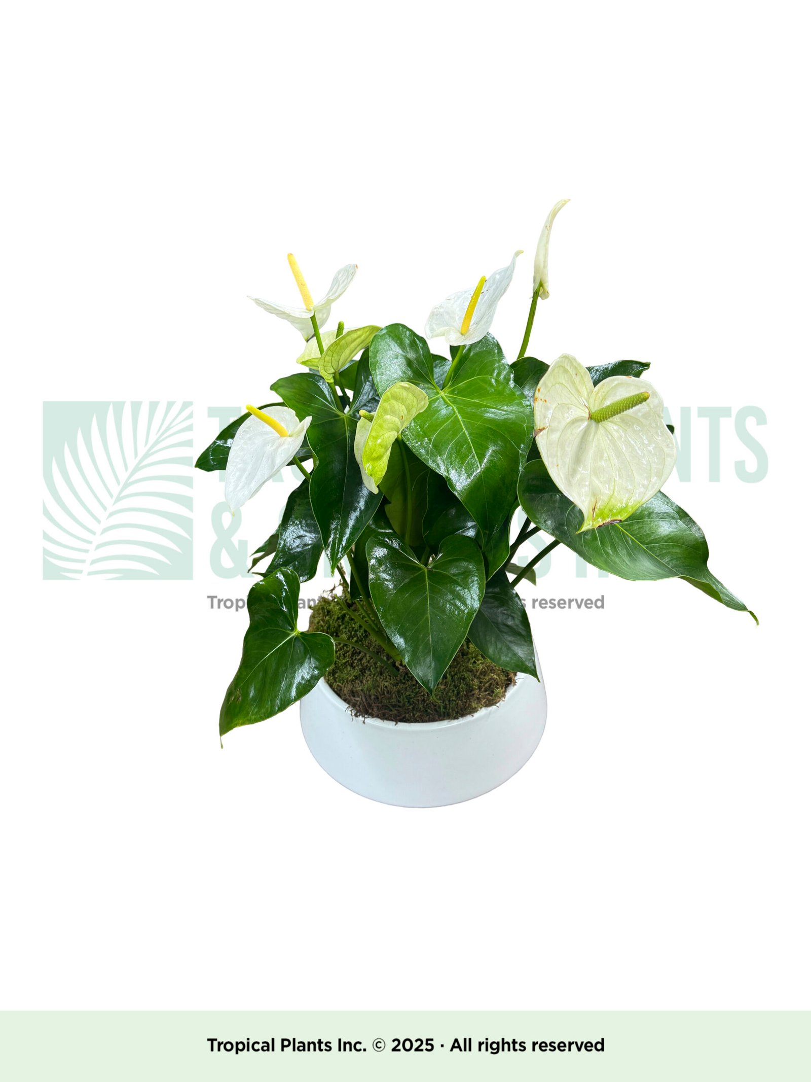 W Anthurium in white bowl