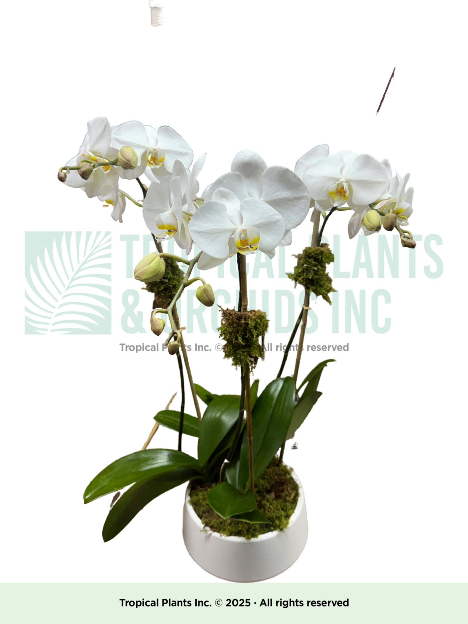 3 stem in white bowl