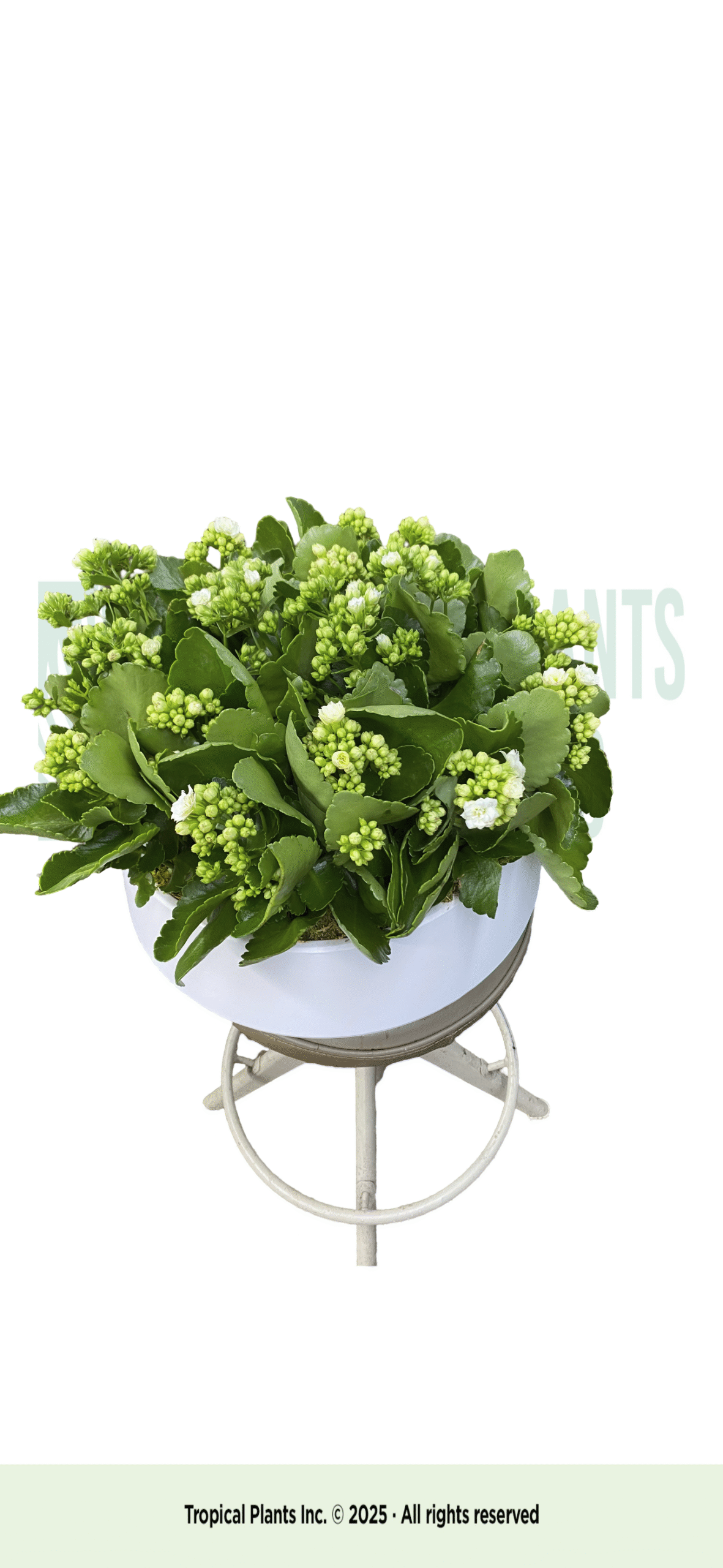White Kalanchoe In White Bowl