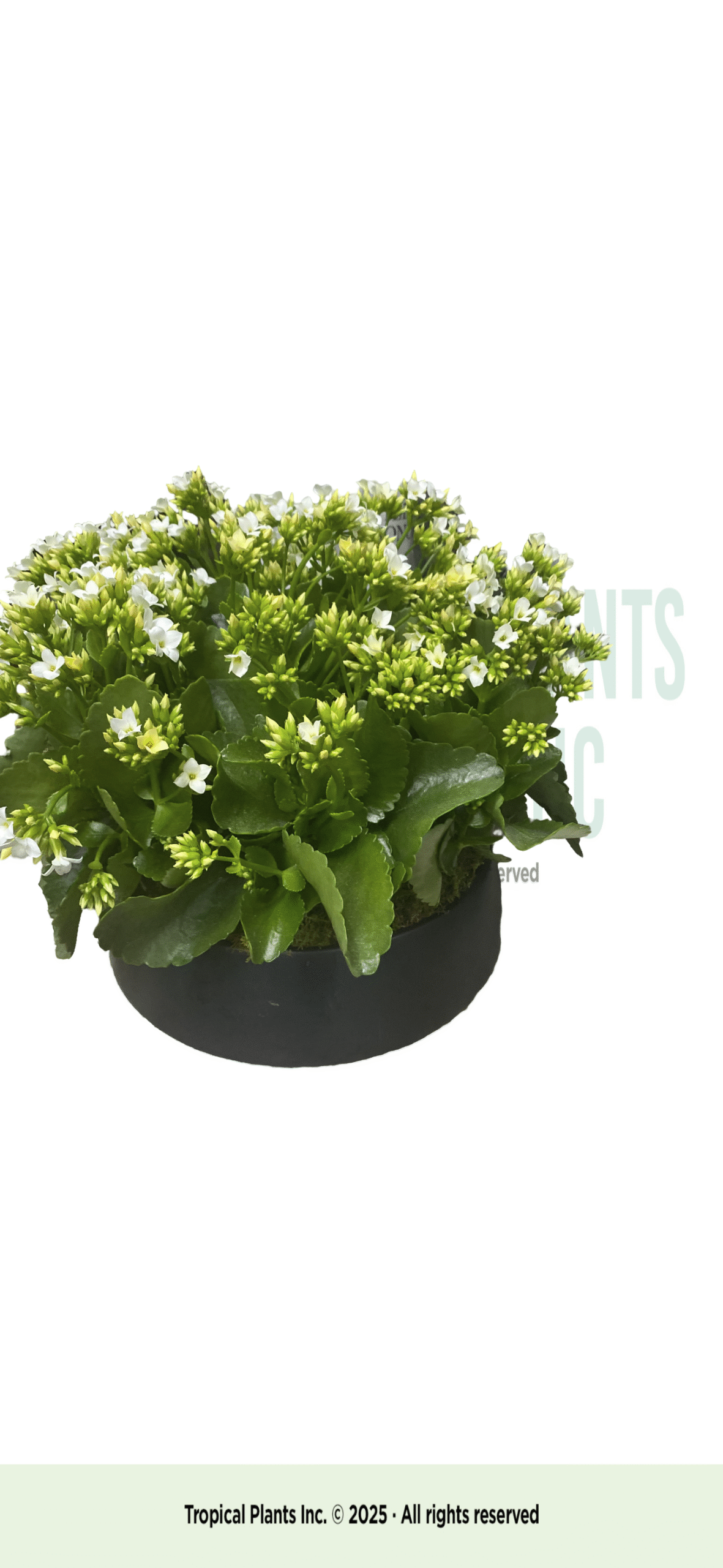 White Kalanchoe In Black Bowl (6 plants)
