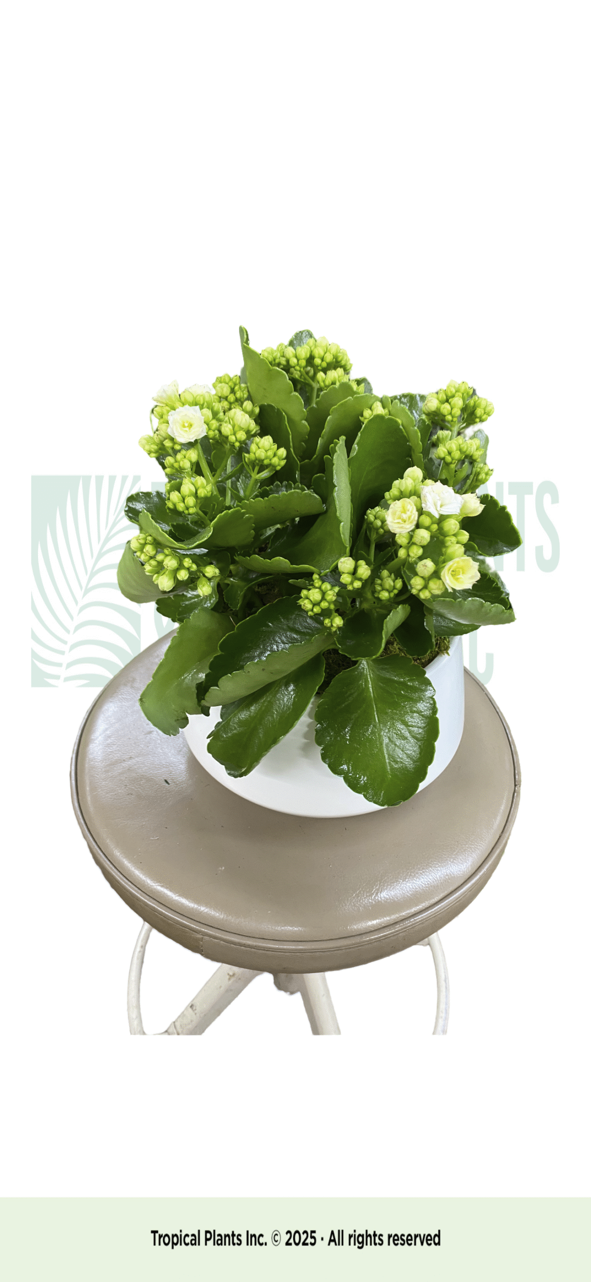 White Kalanchoe In White Bowl (single)