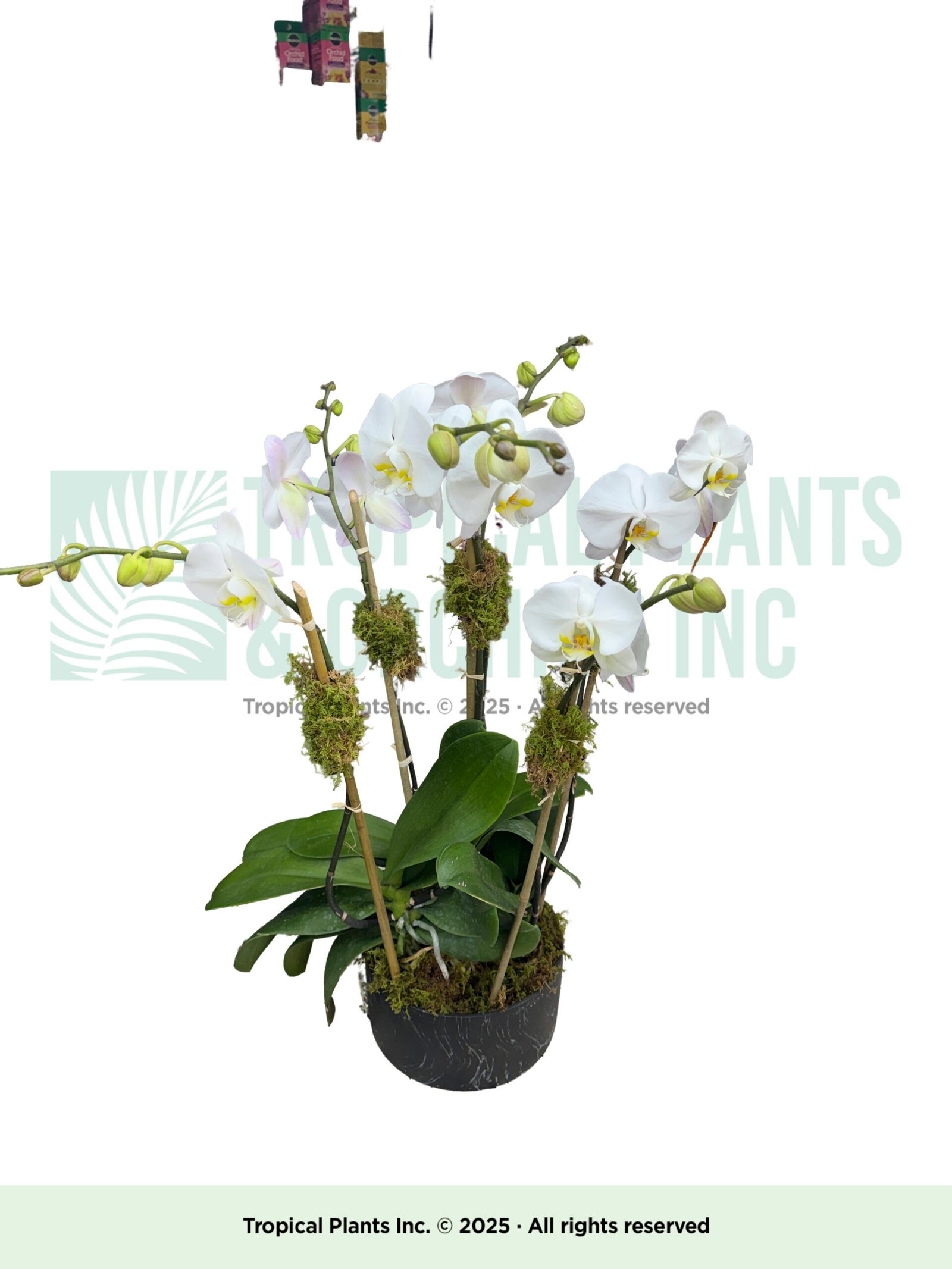 6 stem in black pot (marble)