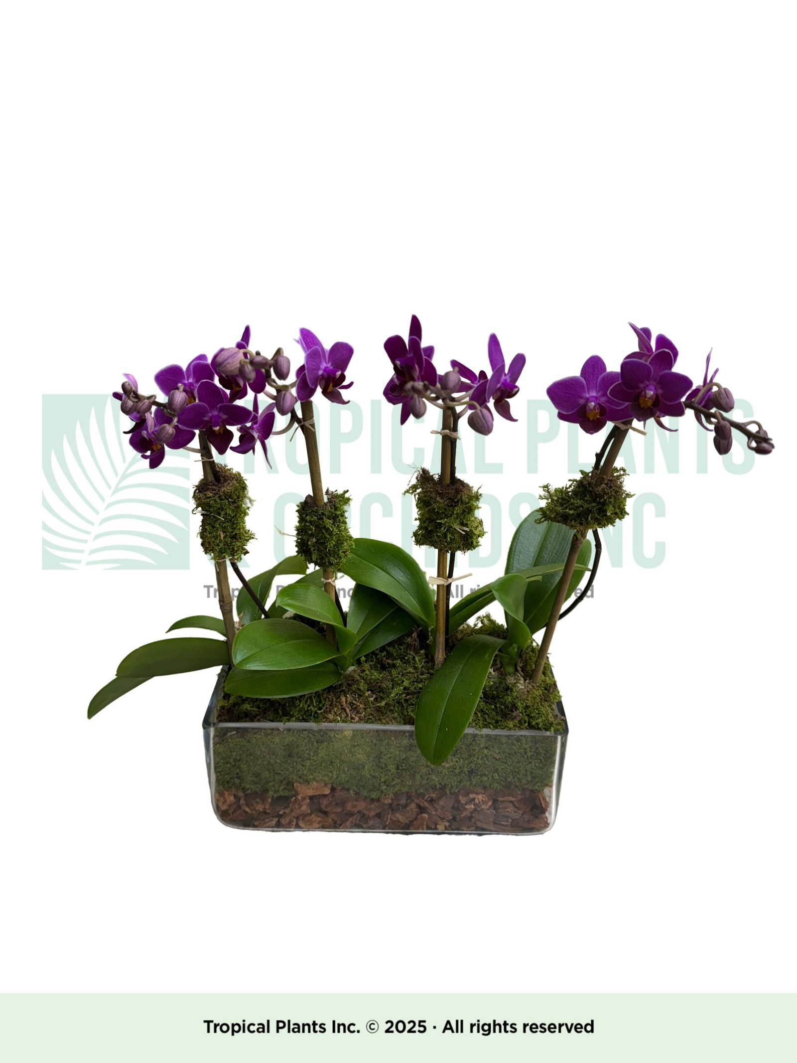 Mini purple Orchid plus rec. glass