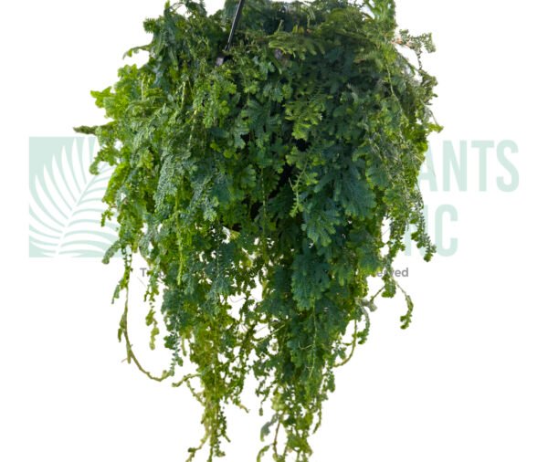 Peacock Fern