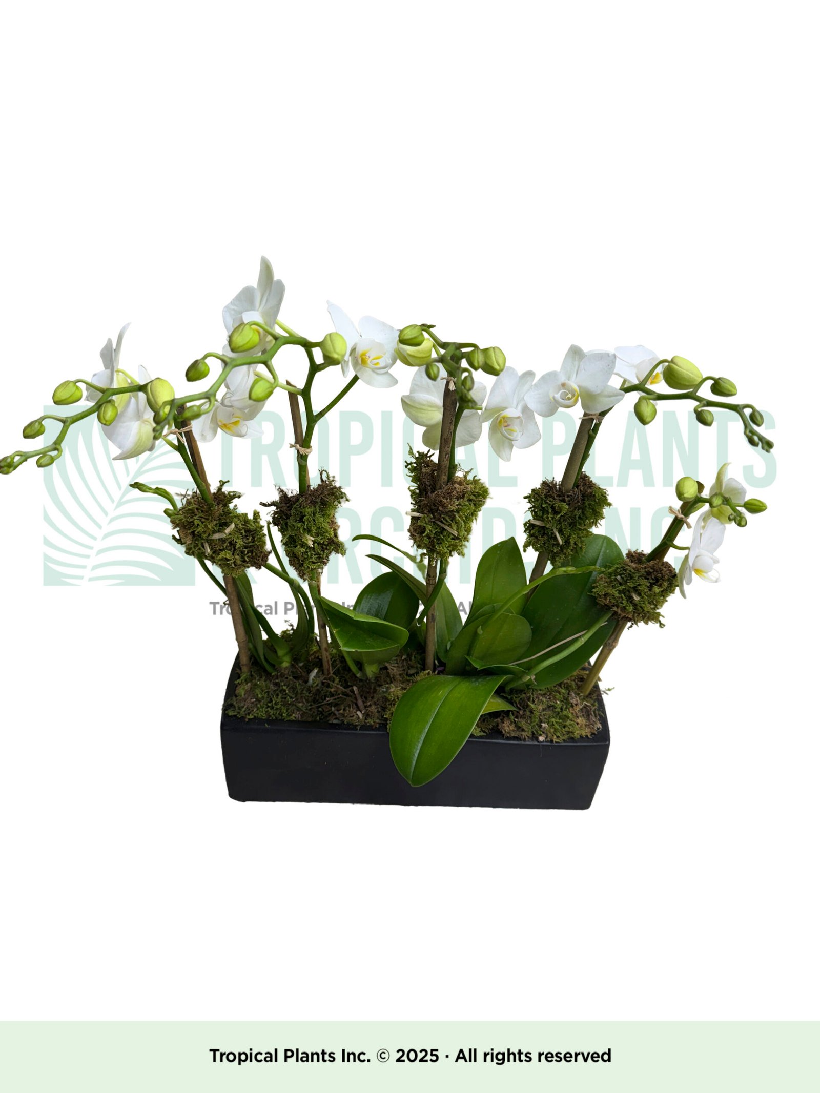 Mini white Orchid plus rec. black